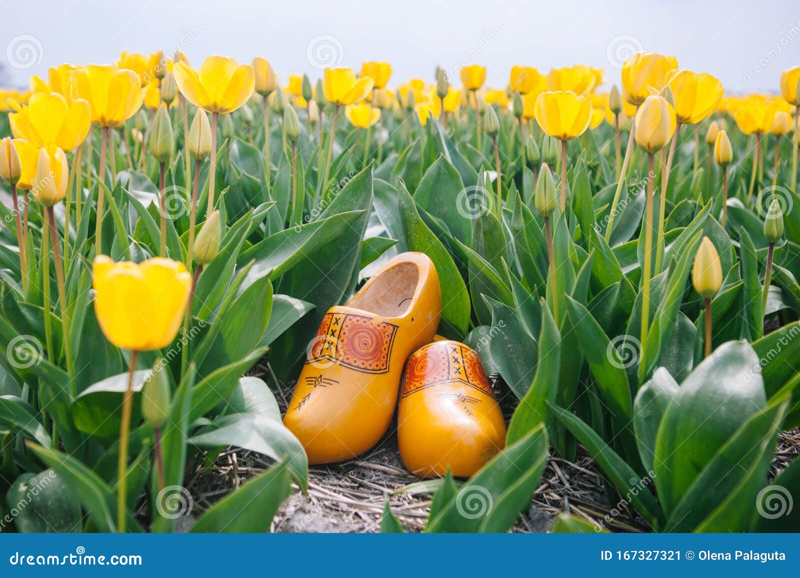Close Up Typical Dutch Wooden Clogs Image - Image clog, flowers: