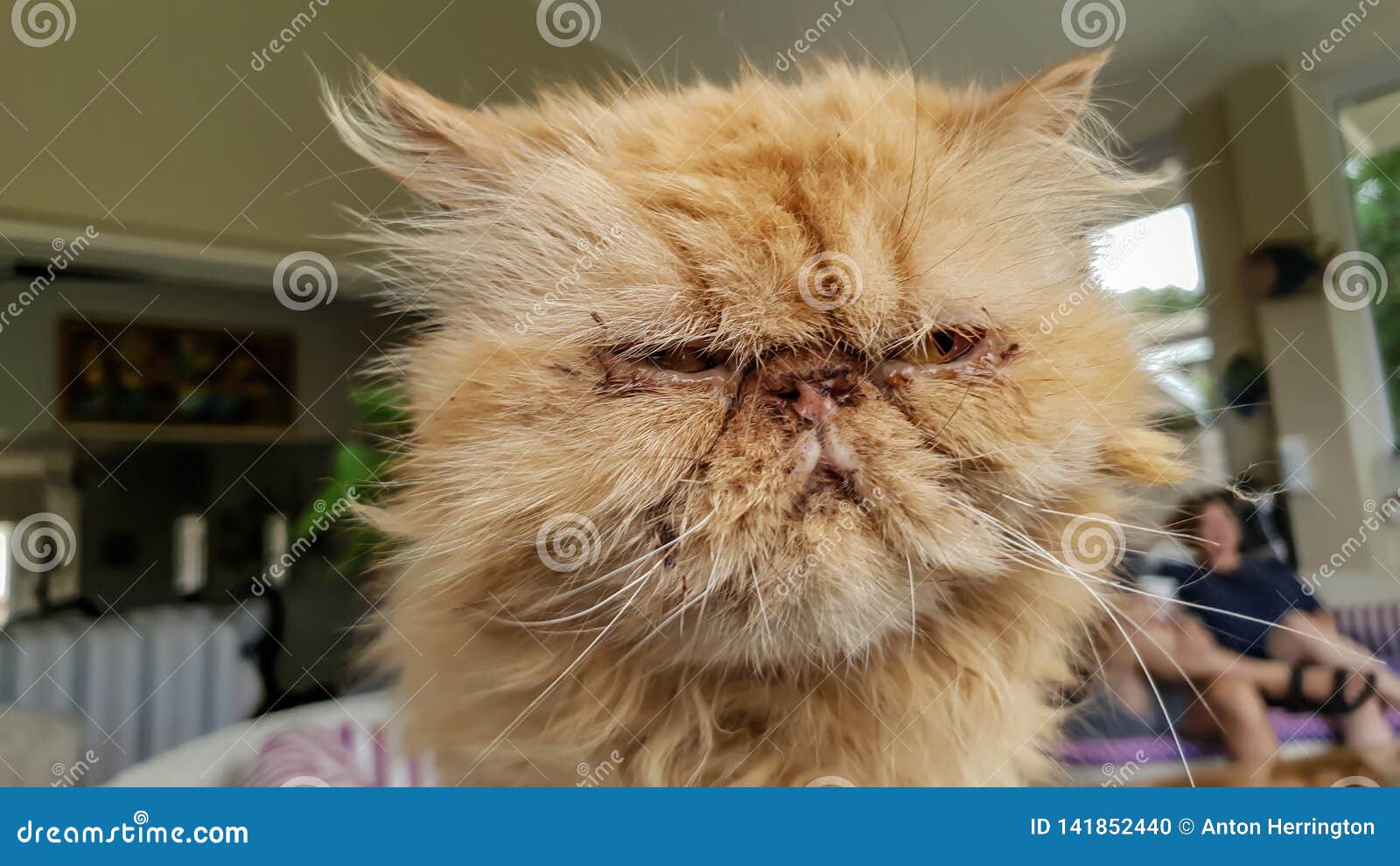 Furry Cat With Angry Face Background, Ugly Picture Of Cats