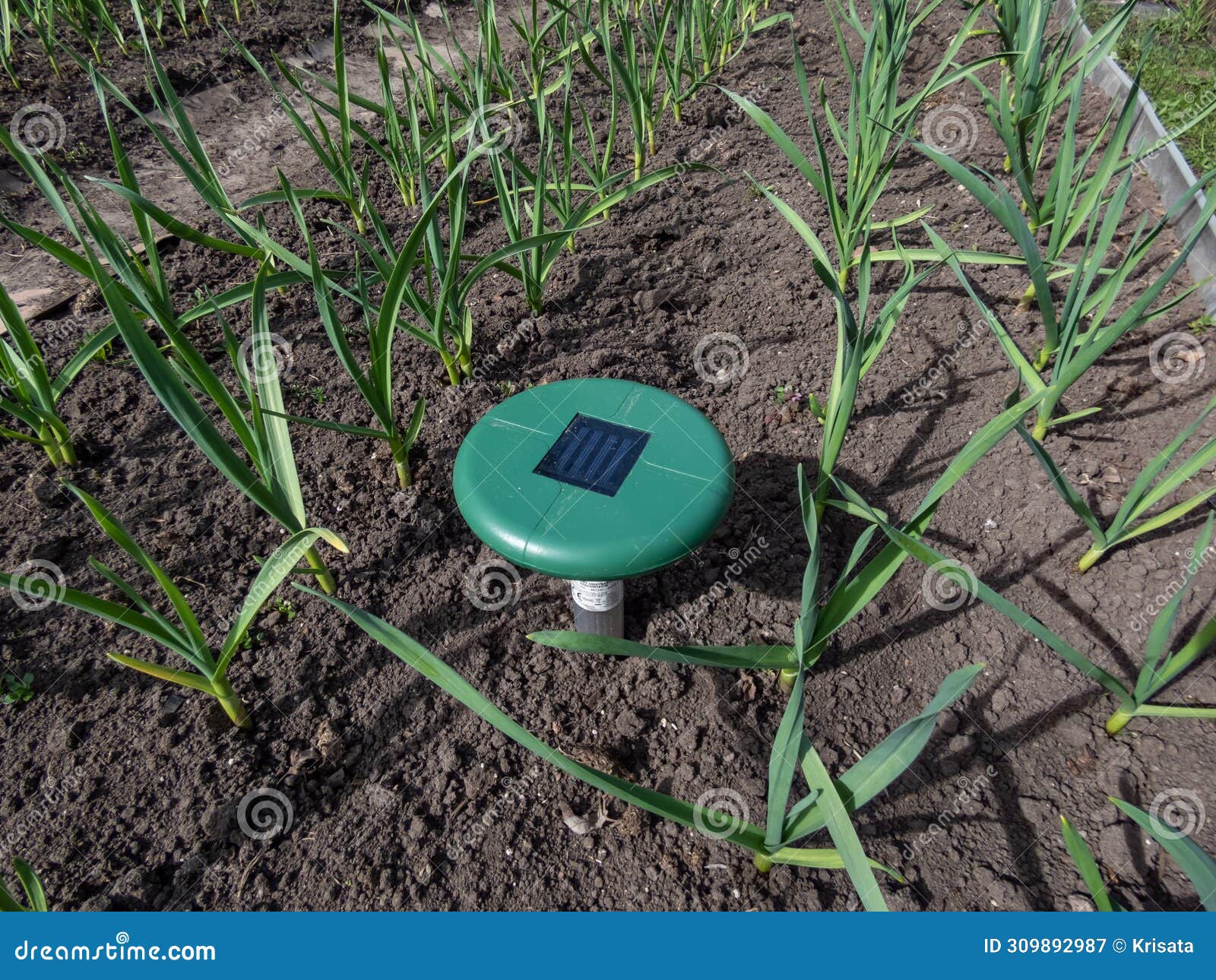 close-up of the ultrasonic, solar-powered mole repellent or repeller device in the soil in a vegetable bed among small onion