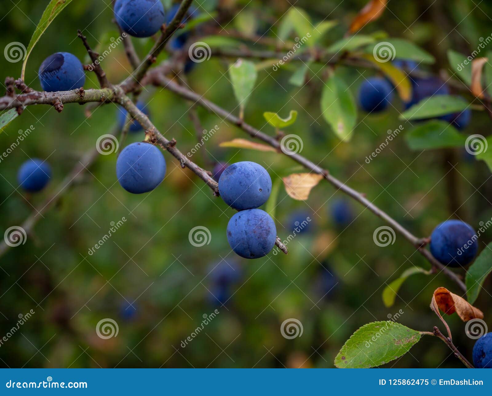 Close Up of Wild Blue Berries in the Forest Stock Image Image of