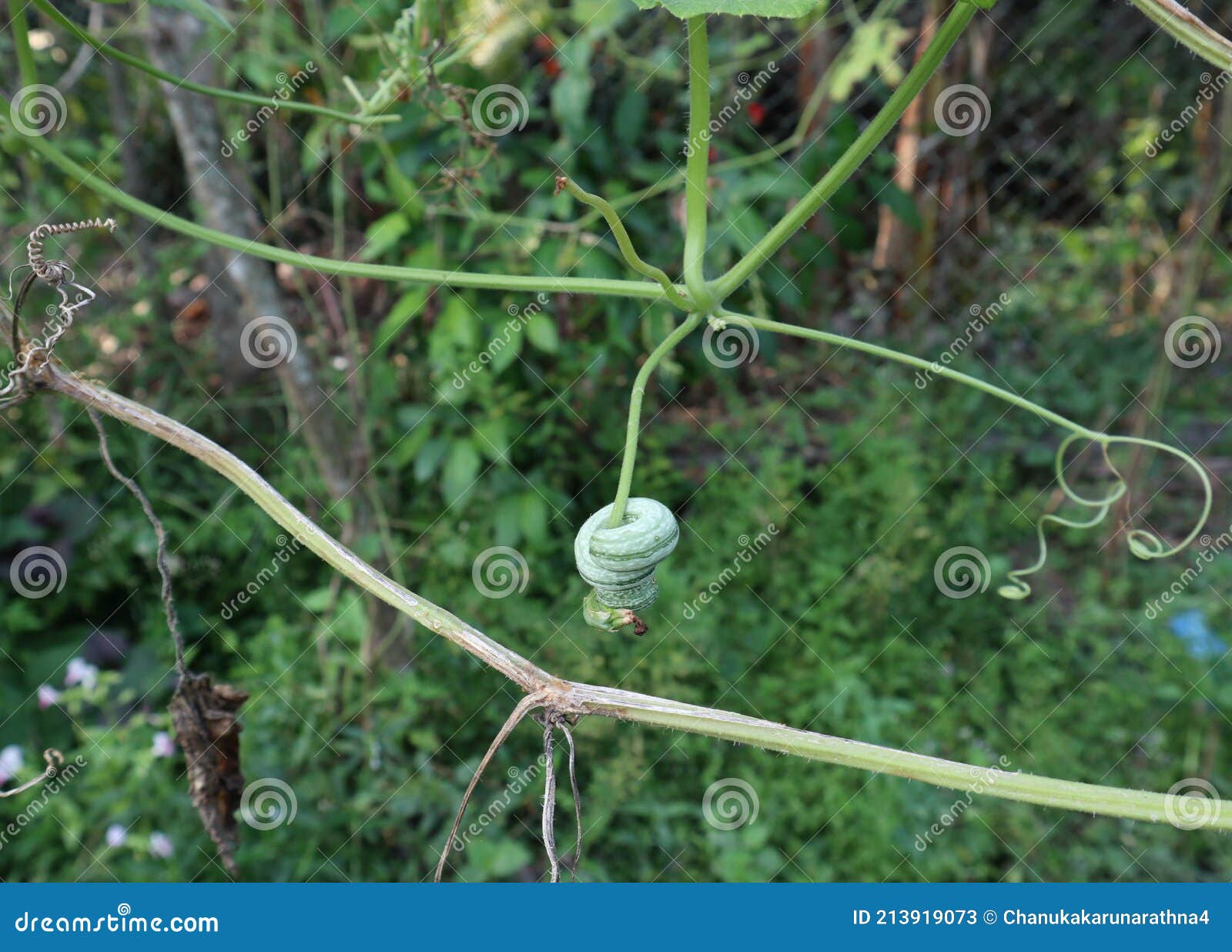 close up of an underdeveloped snake gourd pond