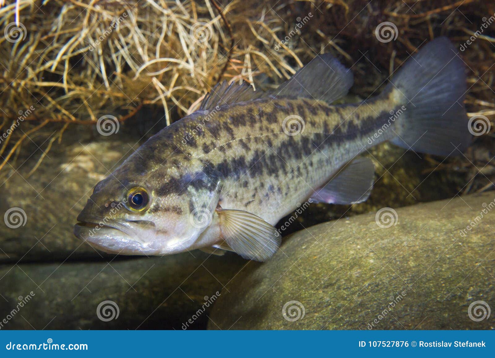 largemouth bass micropterus salmoides freshwater fish underwater