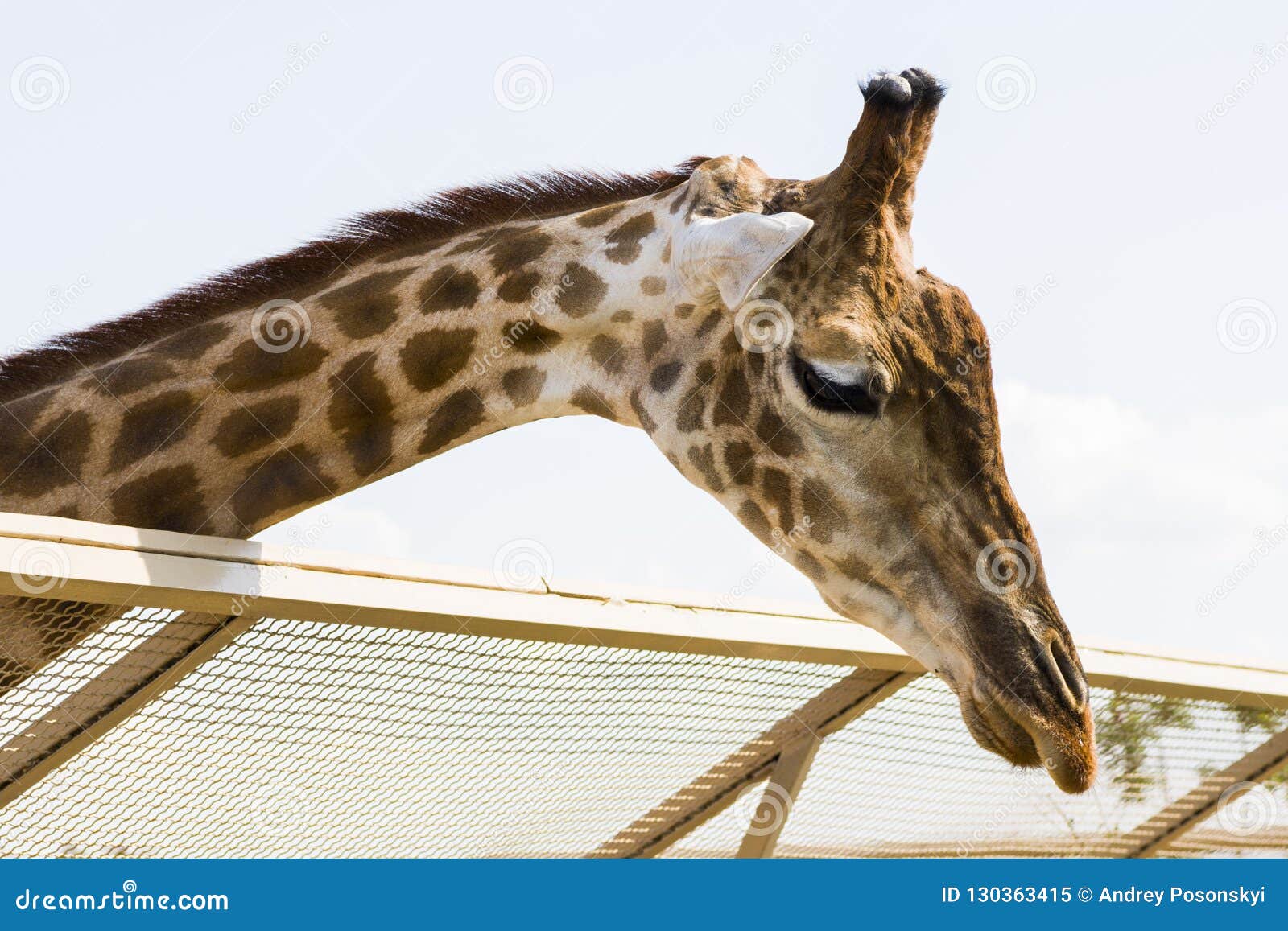 Close-up van het hoofd van een Afrikaanse giraf bij de dierentuin Twaalf maanden van Demidiv, Kyiv-gebied 1 01 2018