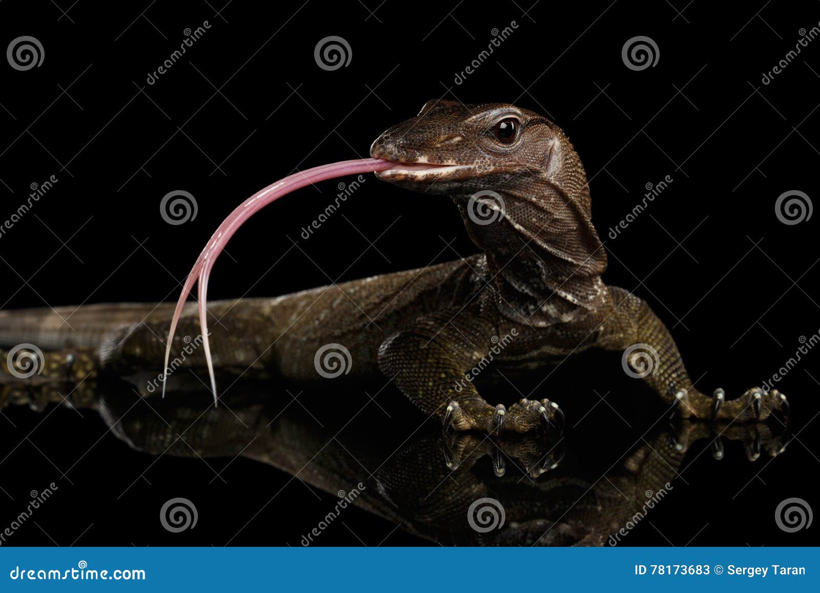 close-up varanus rudicollis on black background