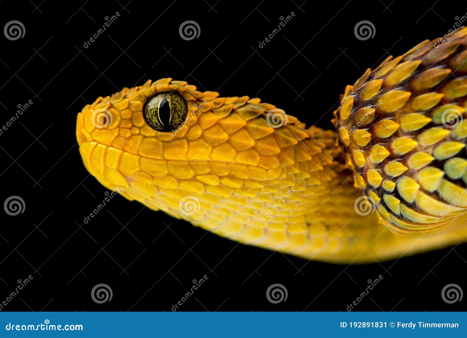 Bush Viper Snake Atheris Squamigera Black Stock Photo 1649121823