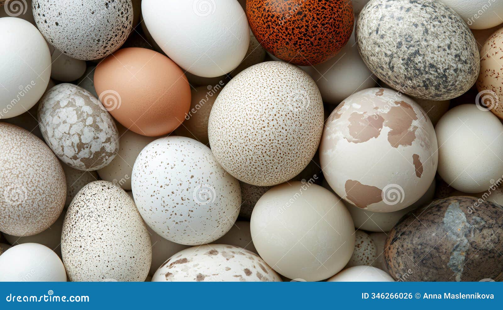 close-up of various bird eggs with different colors and patterns.