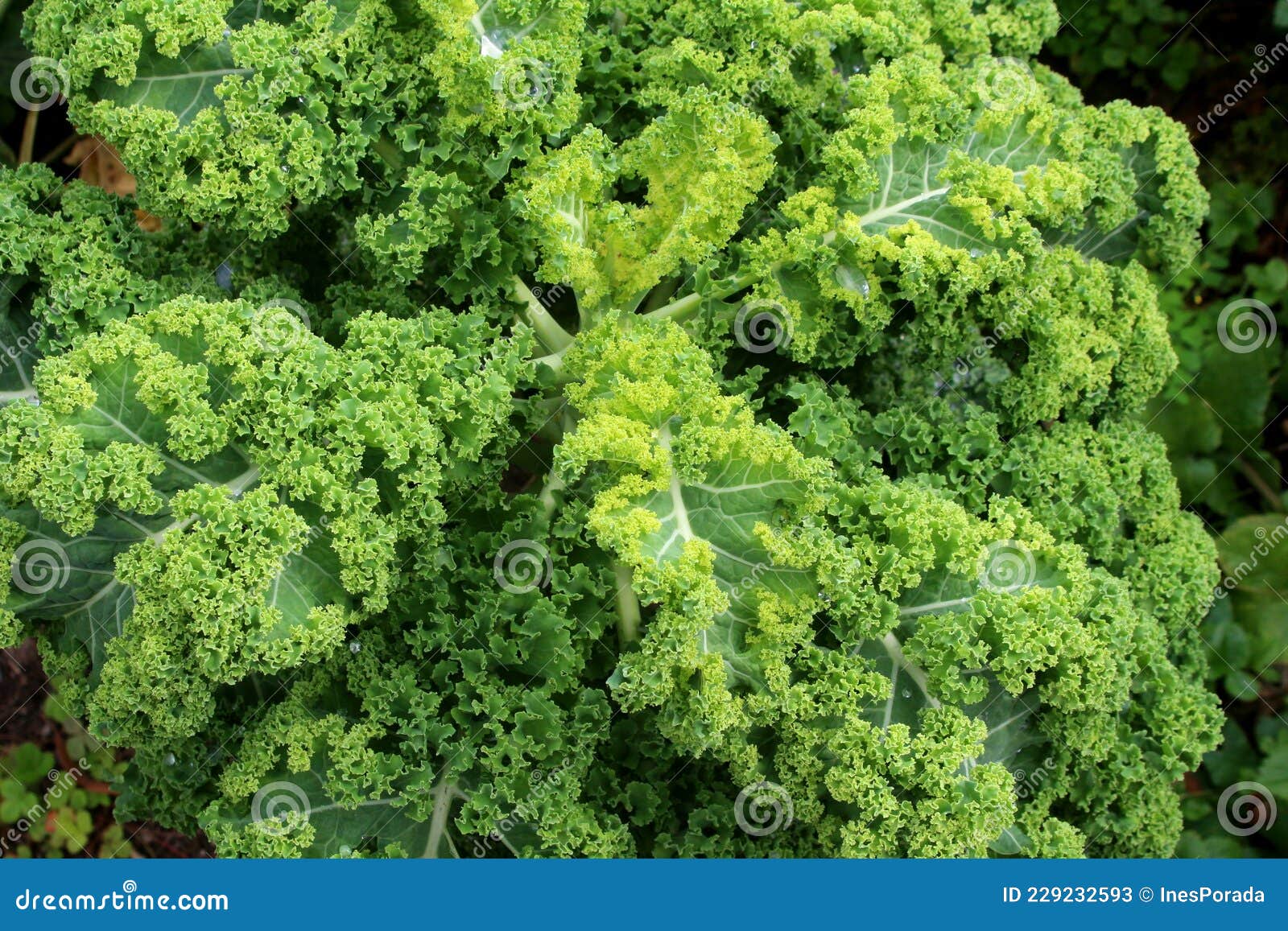 Vegetable Curly Kale Growing in Garden Stock Image Image of green