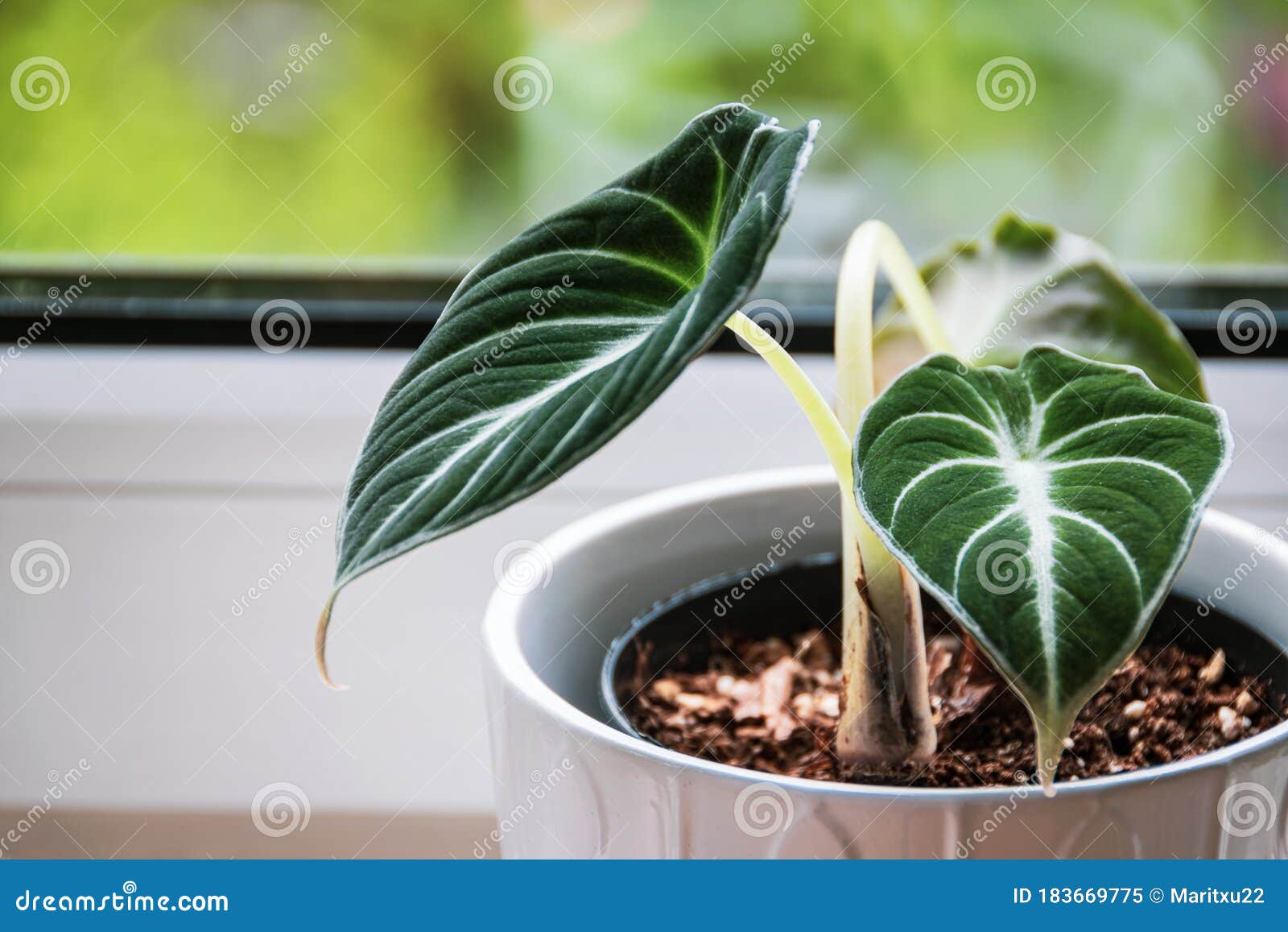 255 Alocasia Green Velvet Stock Photos - Free & Royalty-Free 255 Alocasia Green Velvet Stock Photos - Free & Royalty-Free