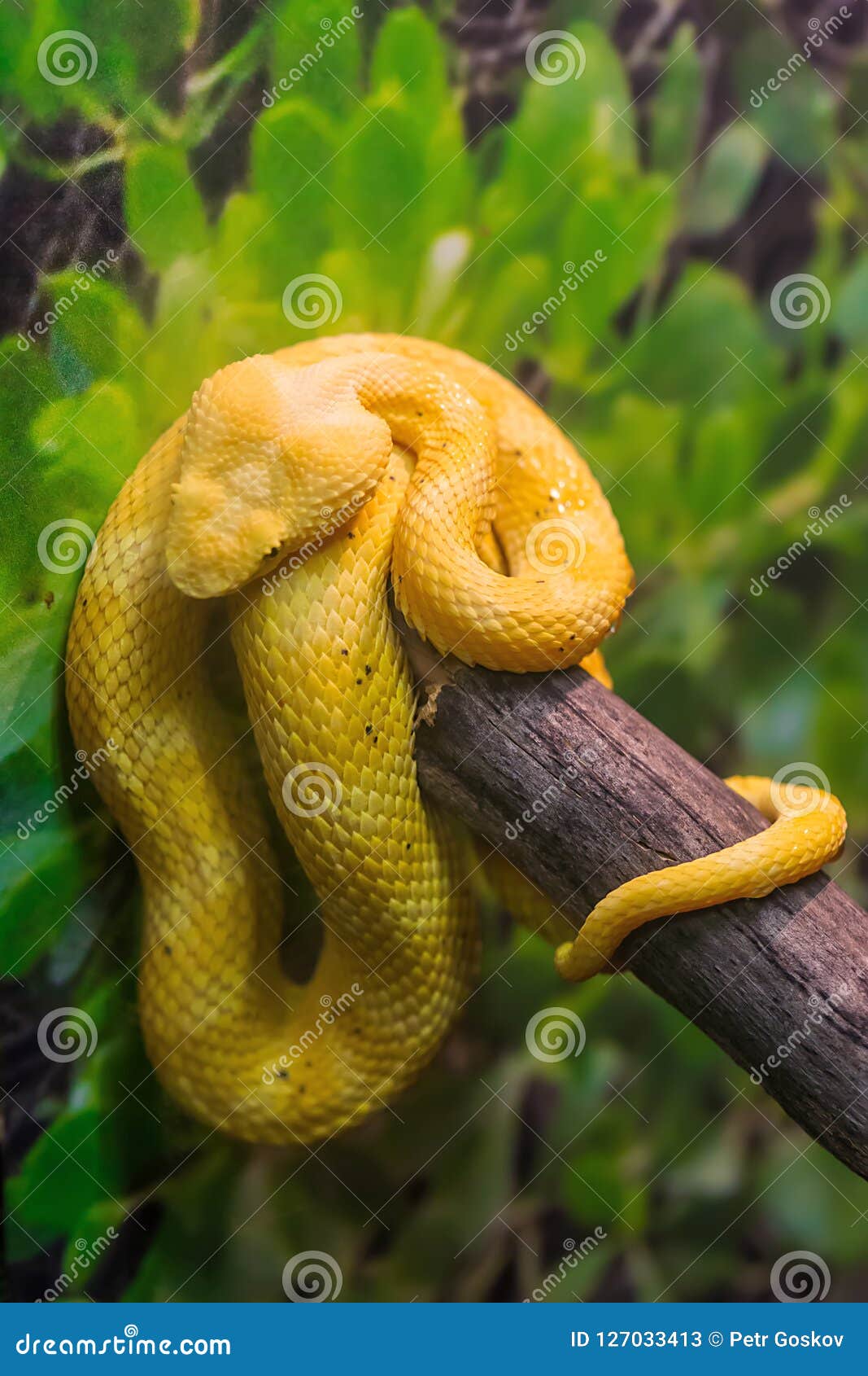 Hairy Bush Viper (Atheris hispida) - Venomous Snake Stock Photo