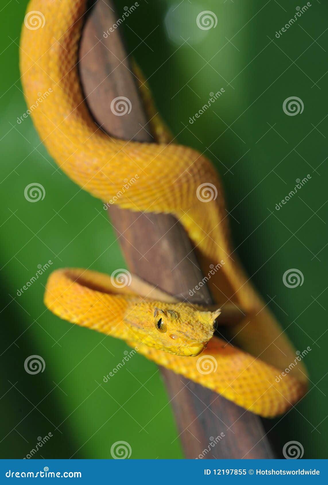 close up of venomous yellow eyelash pit viper