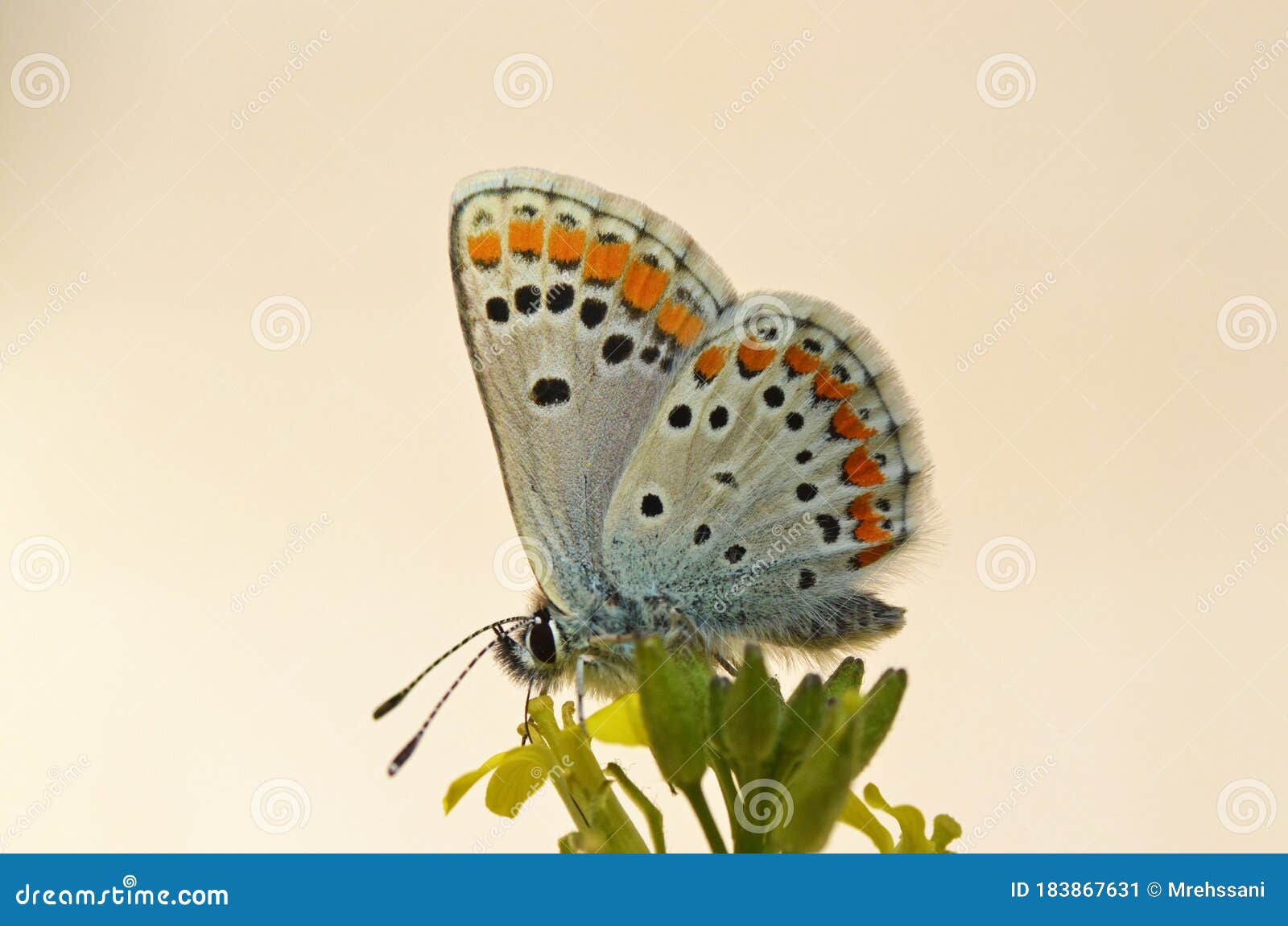 aricia agestis , the brown argus butterfly on flower