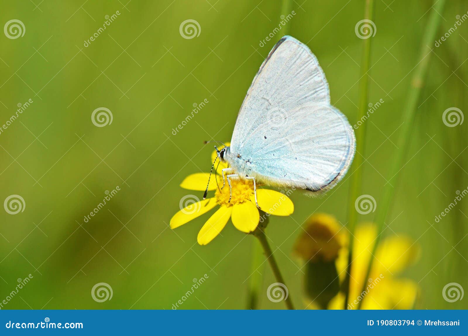 celastrina argiolus, the holly blue butterfly on yellow flower