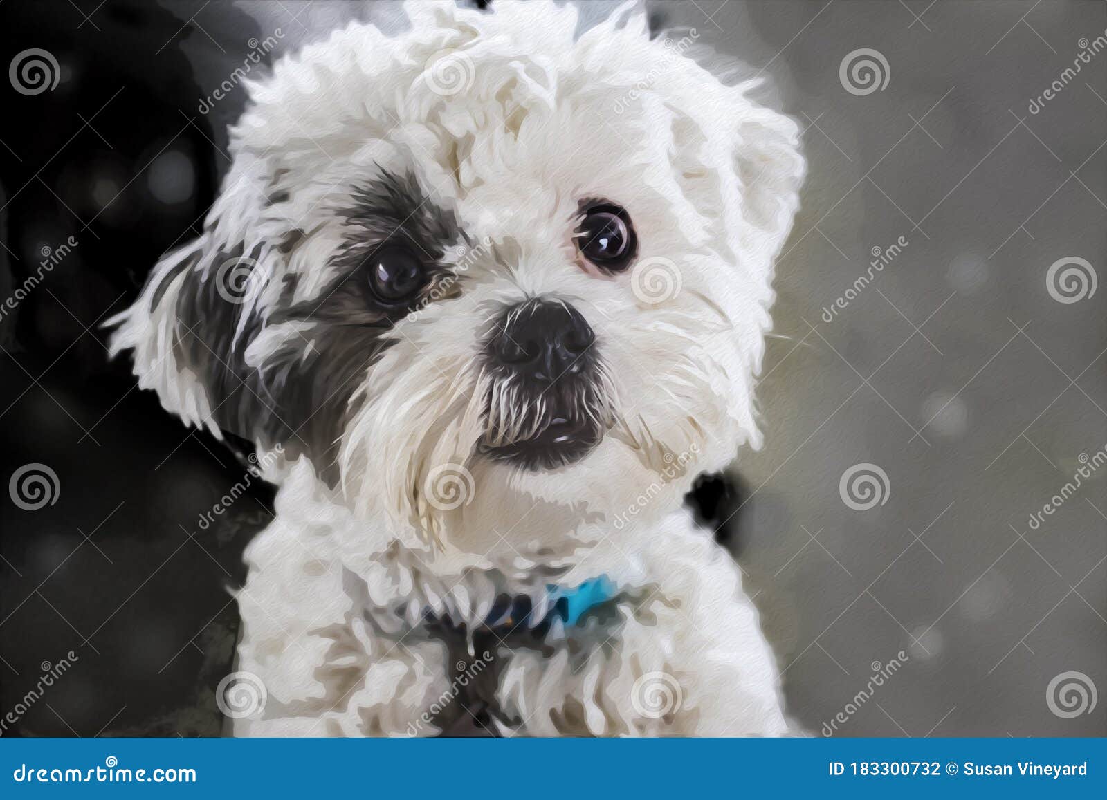 Close-up of Very Cute Fluffy White Dog with Dark Hair Around One Eye  Looking Like he Wants To Be Petted Stock Photo - Image of curious, black:  183300732