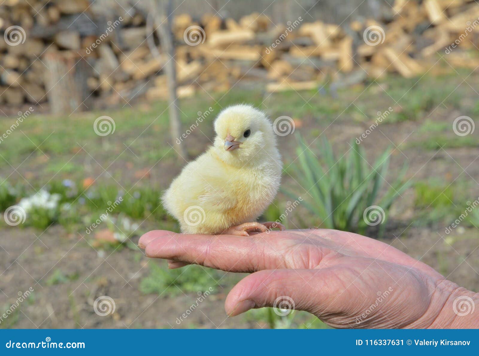 Very small chicken stock image. Image of poultry, outdoor 116337631