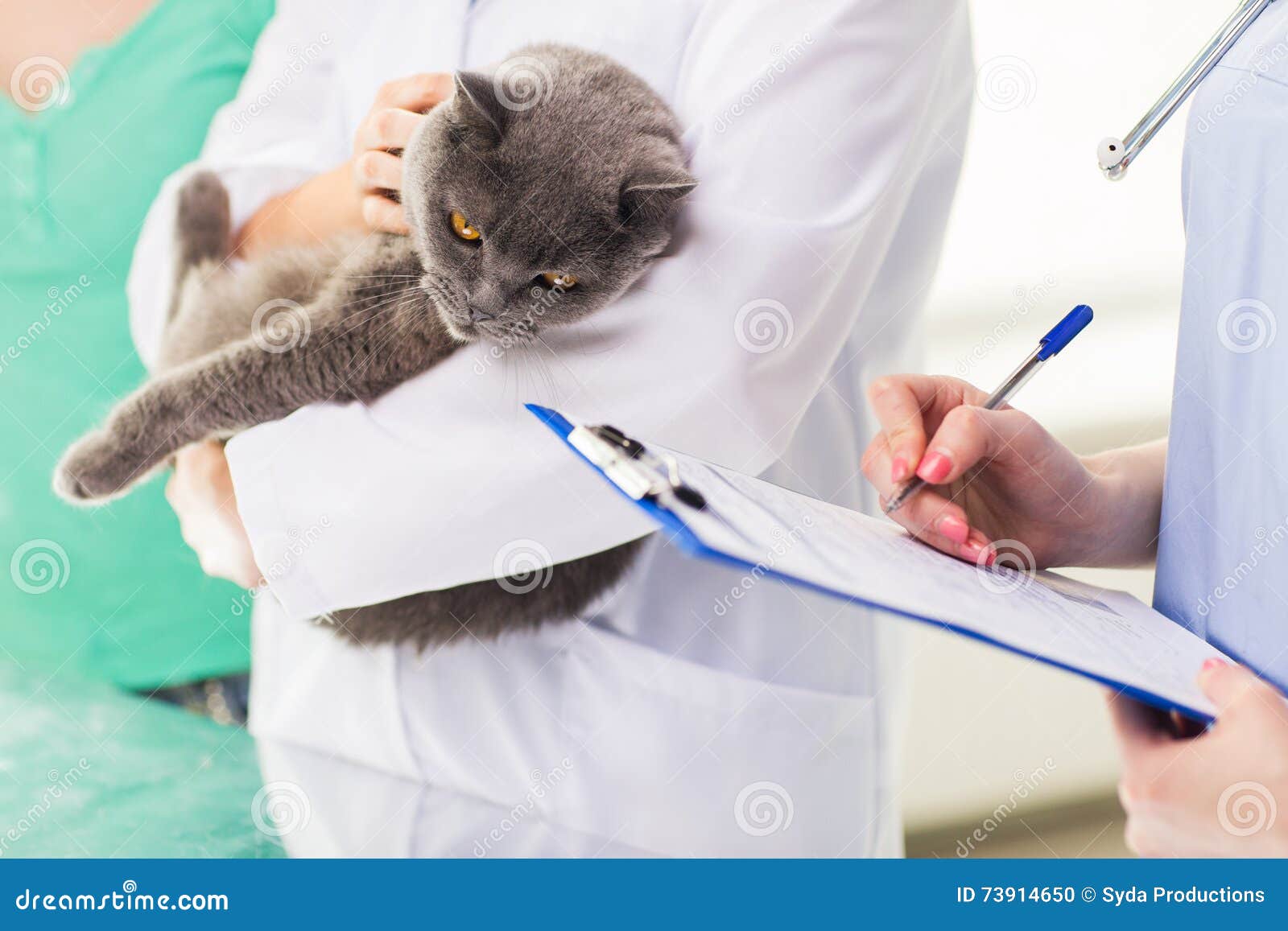 Close Up of Vet with Cat and Clipboard at Clinic Stock Photo - Image of  healthy, hospital: 73914650