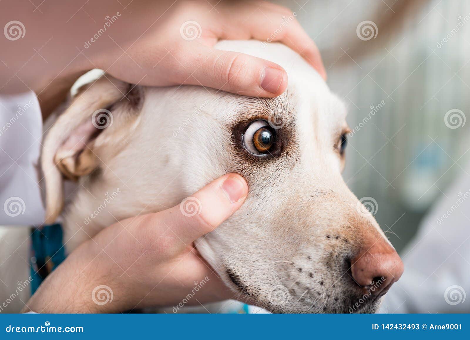 veterinarian checking dog`s eye