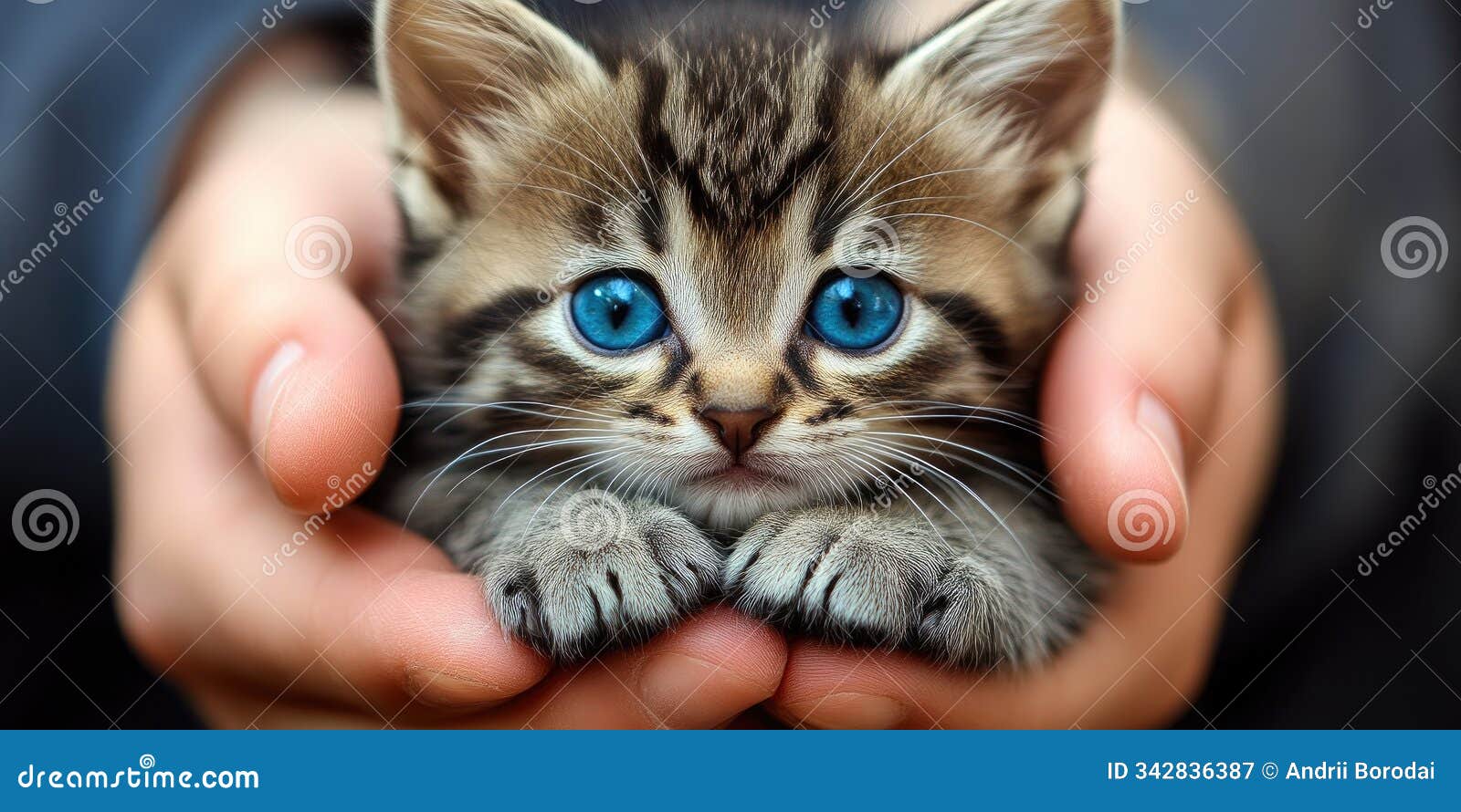 close-up of veterinarian's hands comforting a tiny fluffy kitten.