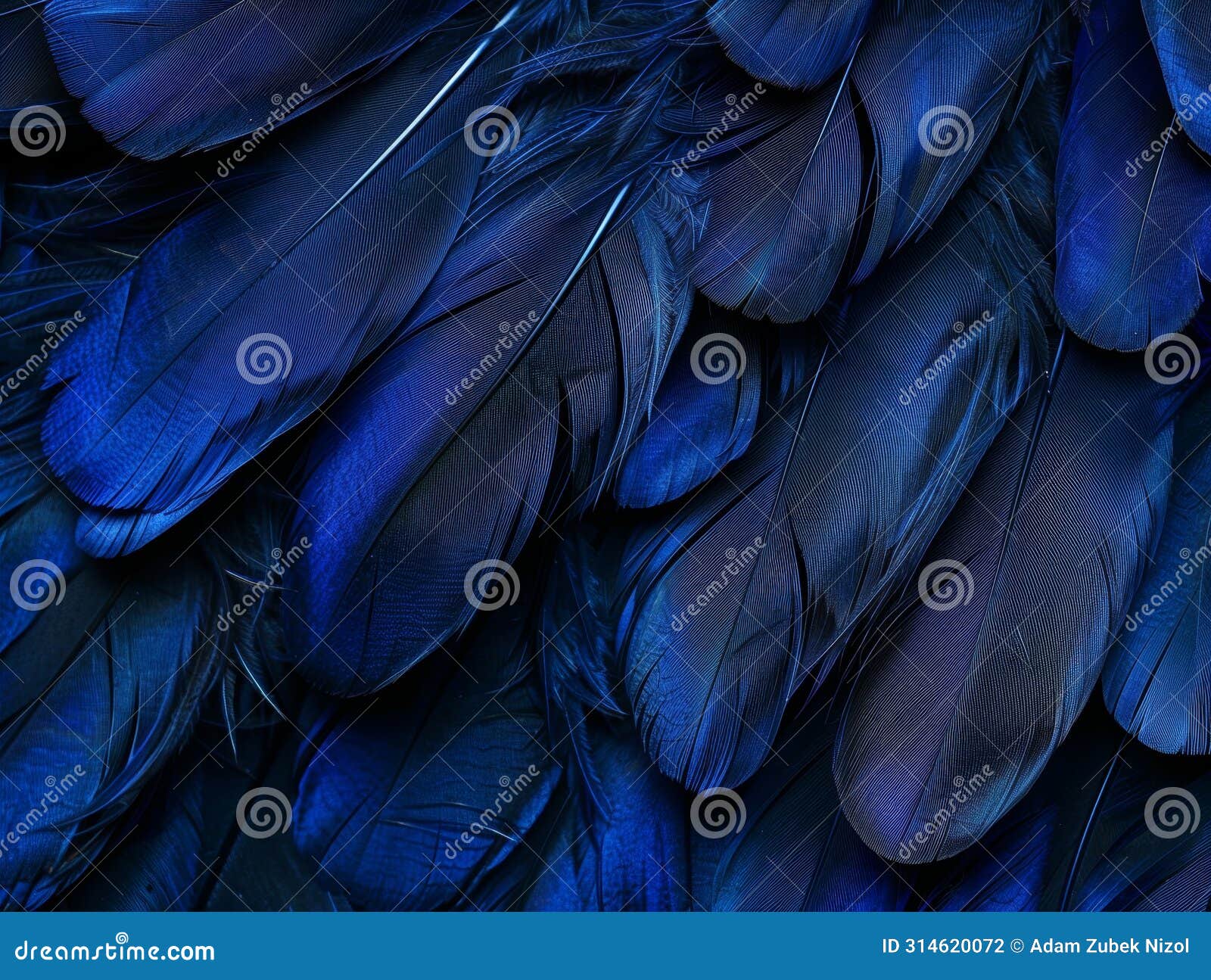 close-up of vibrant blue feathers