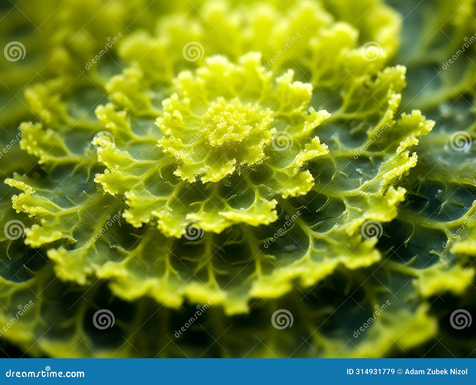 close-up of vibrant green kale leaf
