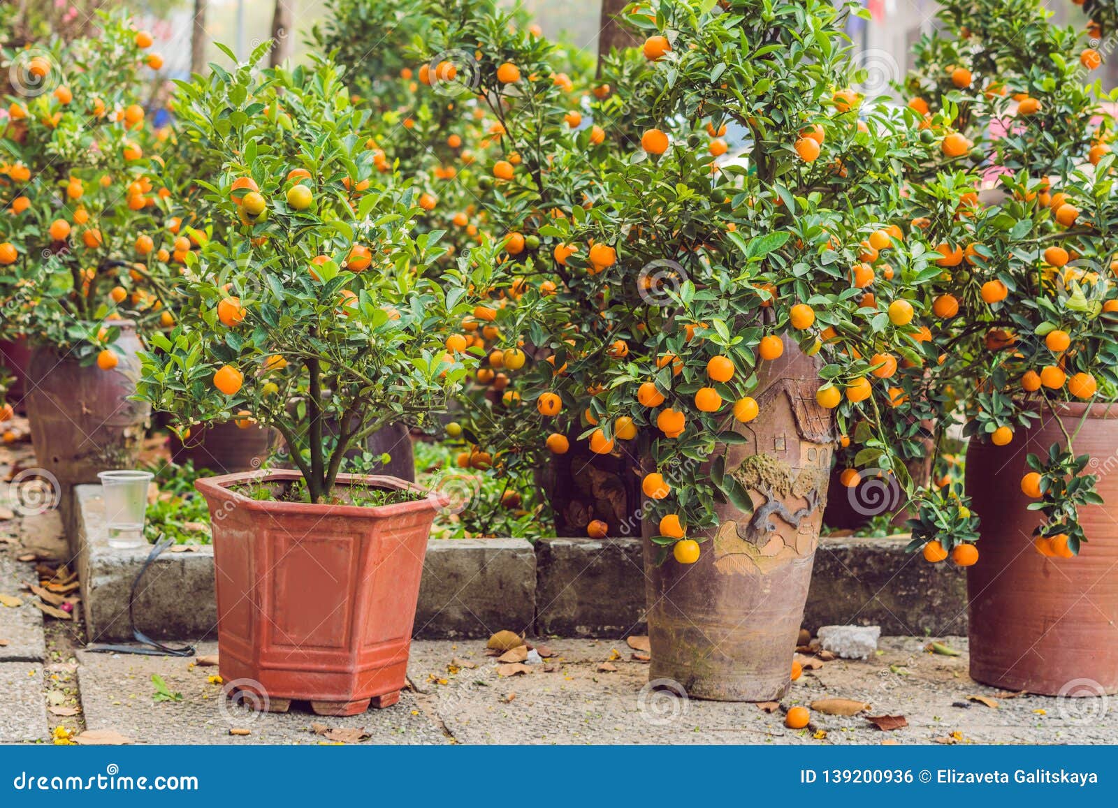 close up vibrant orange citrus fruits on a kumquat tree in honor of the vietnamese new year. lunar new year flower