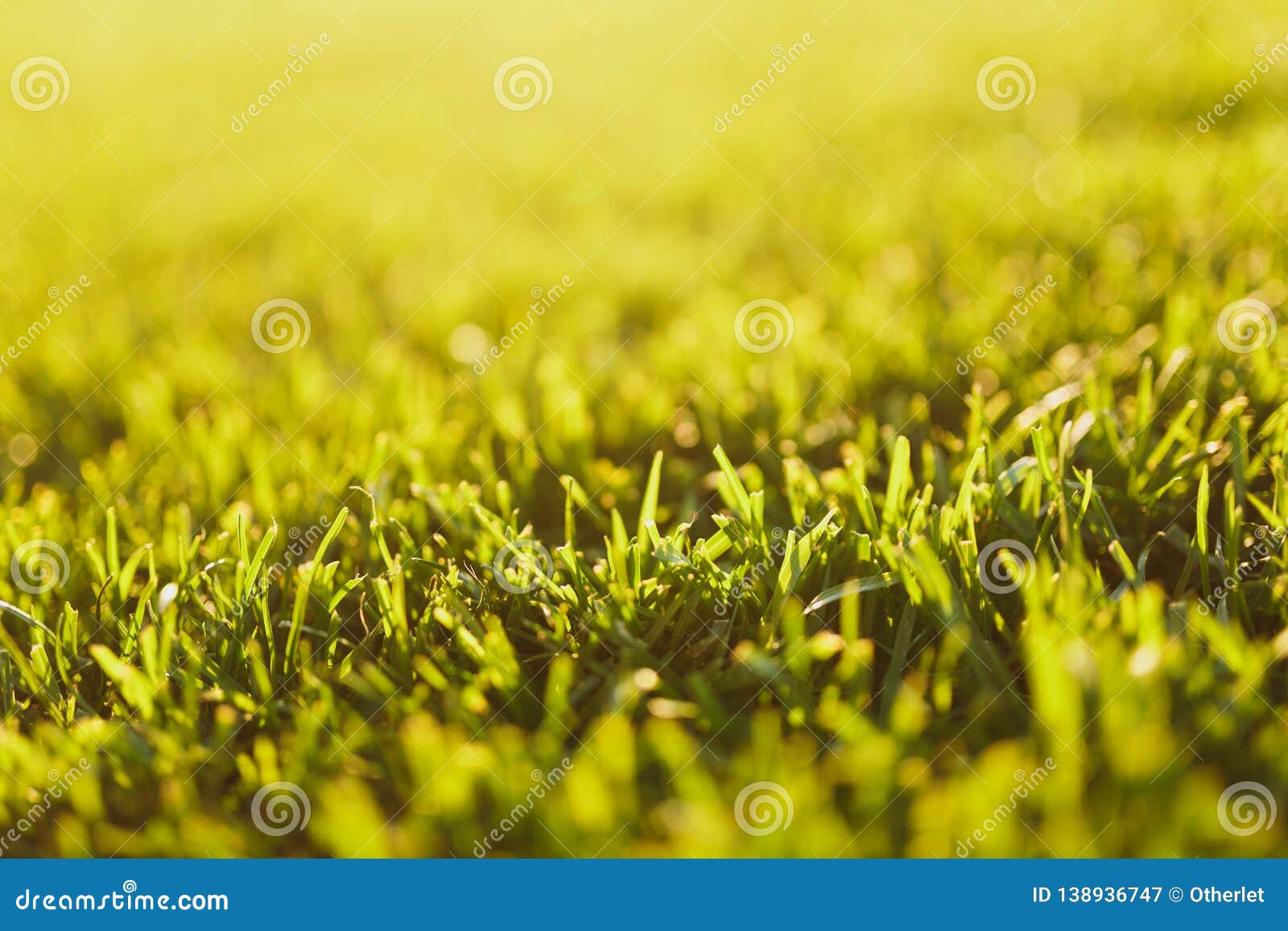 Close Up Vibrant Spring Green Fresh Golf Grass, Sunshine Lawn. Nature
