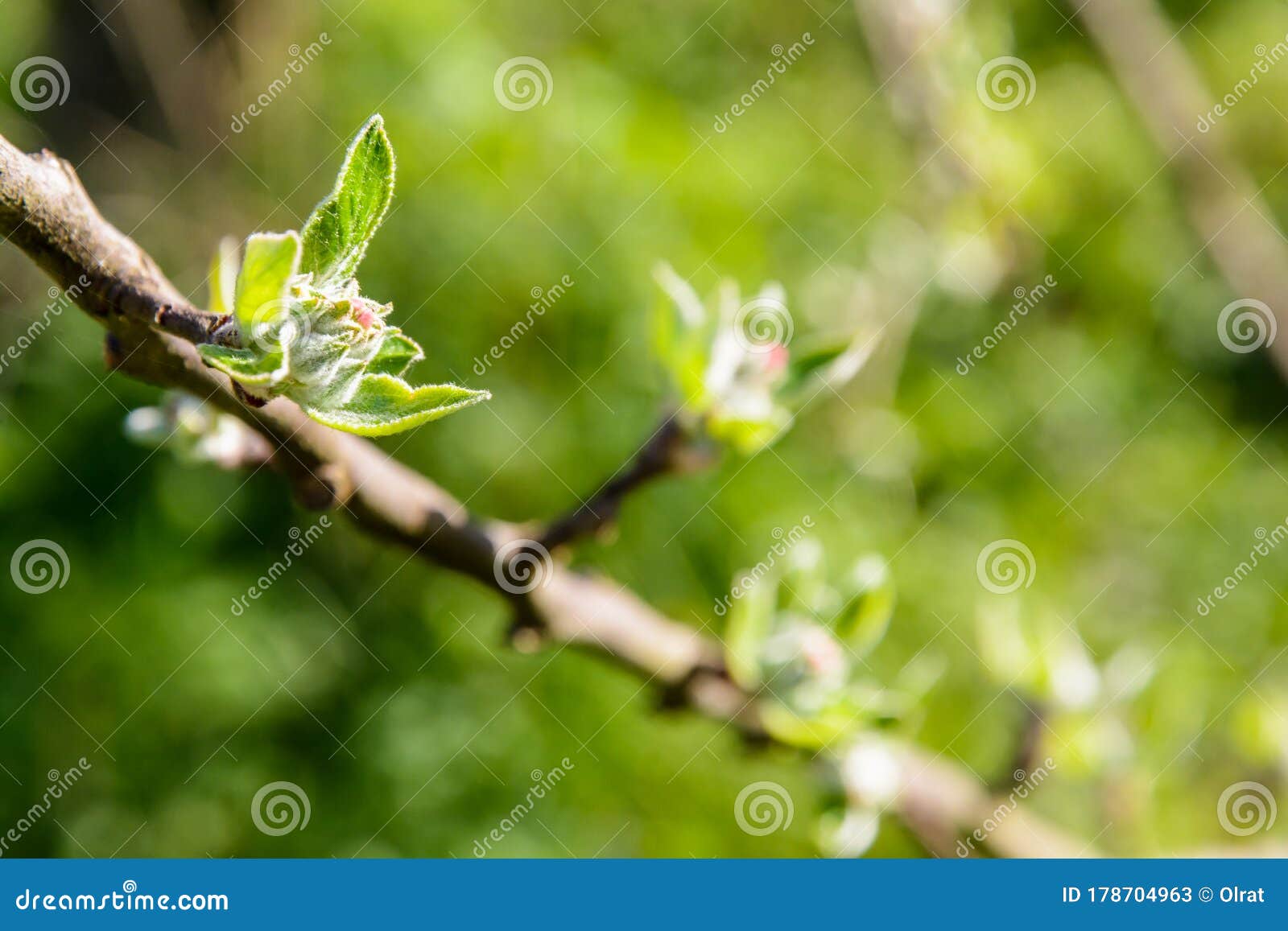 close-up view of apple tree buds about to hatch at springtime