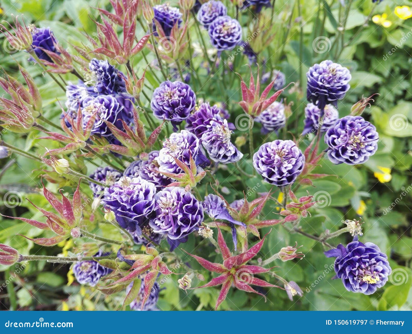 close-up view of aquilegia vulgaris `christa barlow`