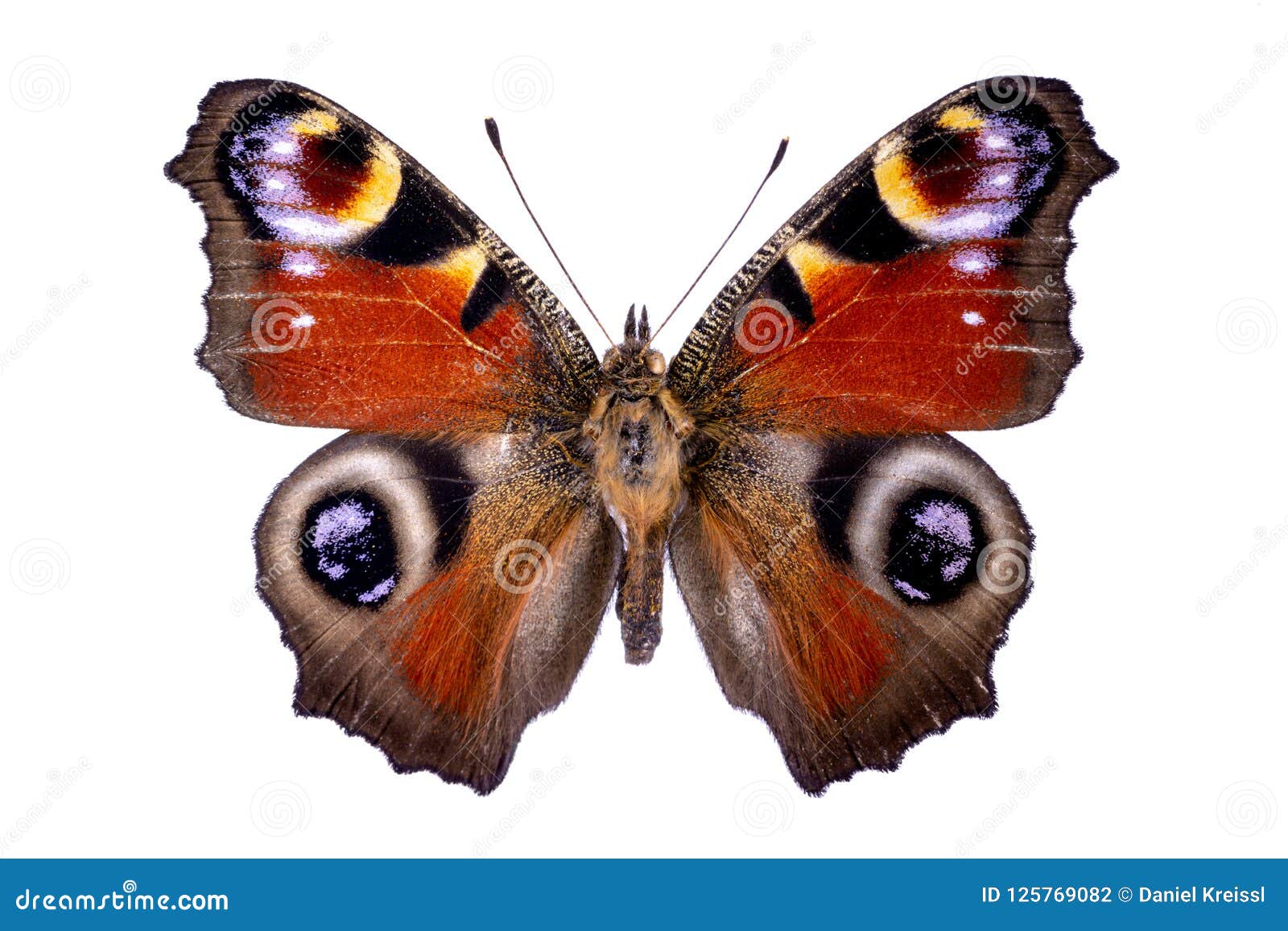 Inachis Io on a White Background Stock Photo - Image of feeler, wings ...