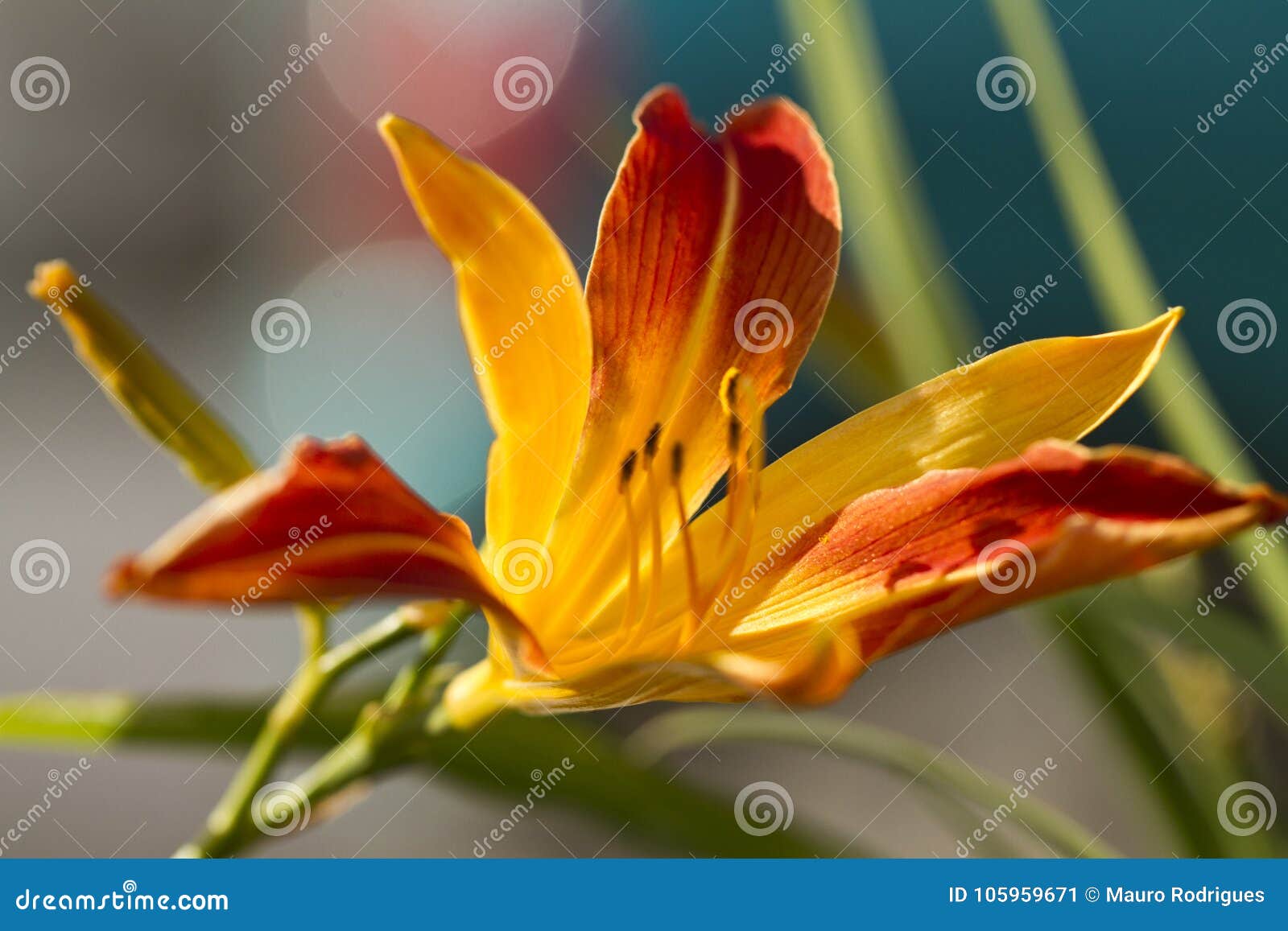 daylily 'frans hals' (hemerocallis hybrida)