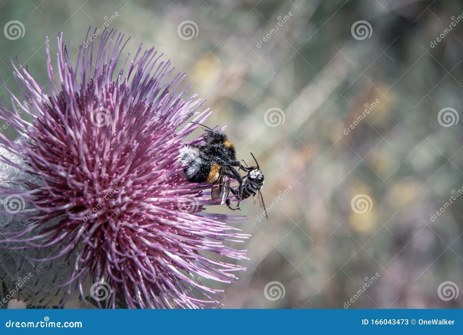 Close Up View of Bee Fighting with a Wasp for on the Rose Flower. Stock Image Image of flower