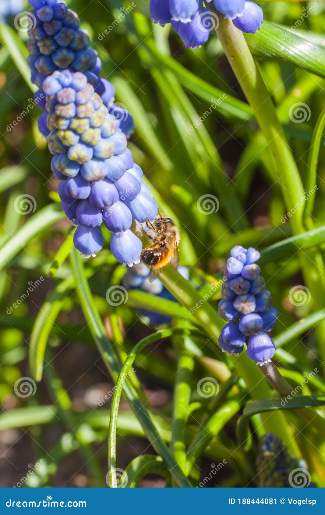 close up view of grape hyacinth with bee