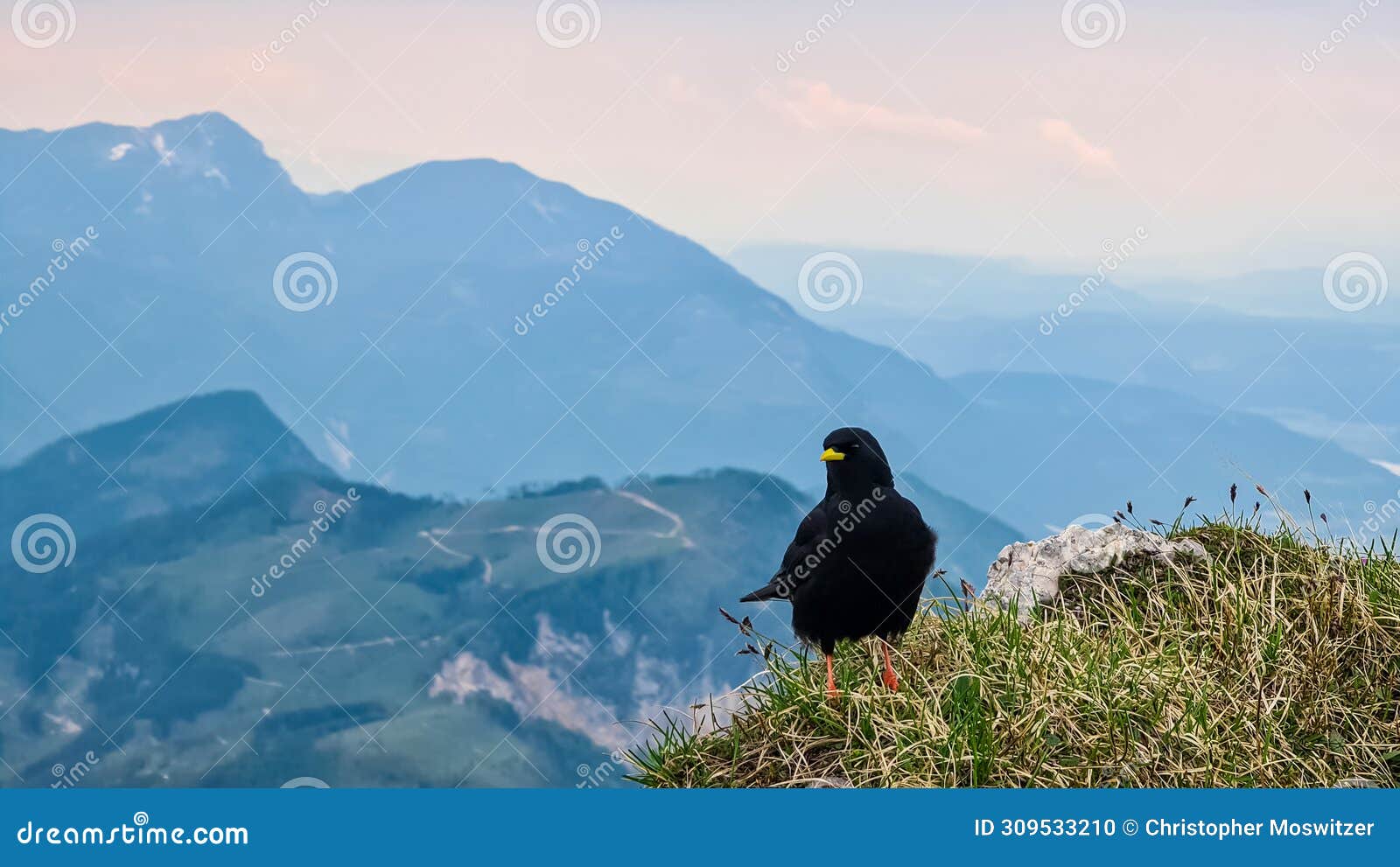 close up view of black ravens on top of feistritzer spitze (hochpetzen) with scenic view of majestic mountain peaks karawanks