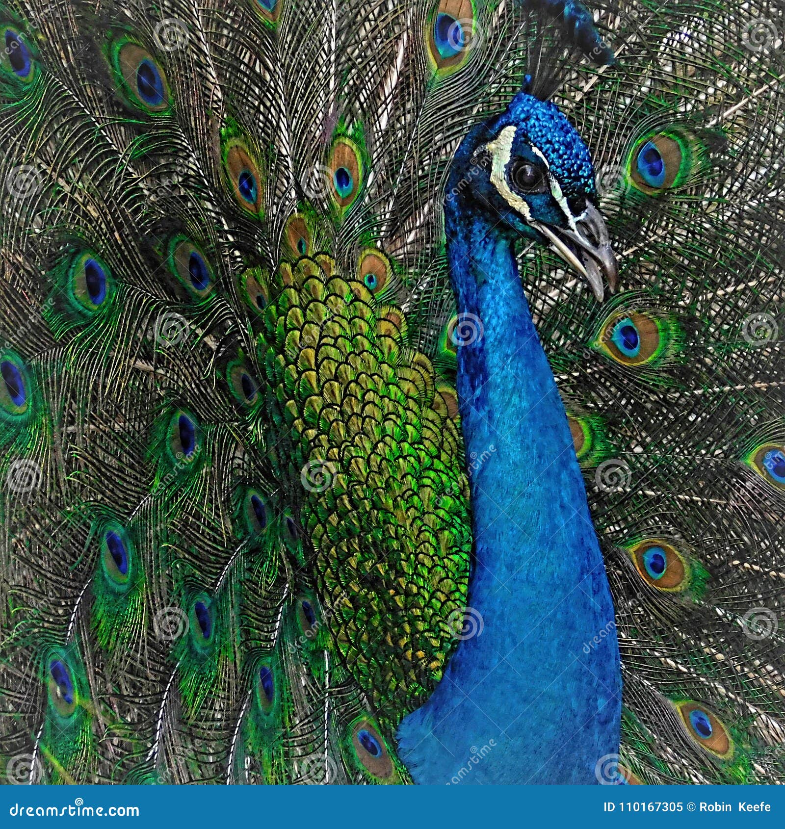 My Image 11