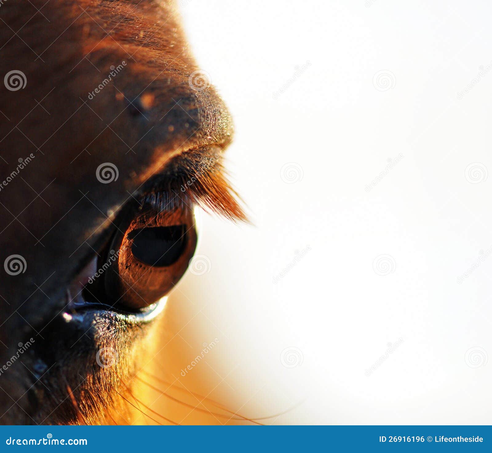 A Close Up View of a Chestnut Horses Eye & Lashes Stock Photo Image