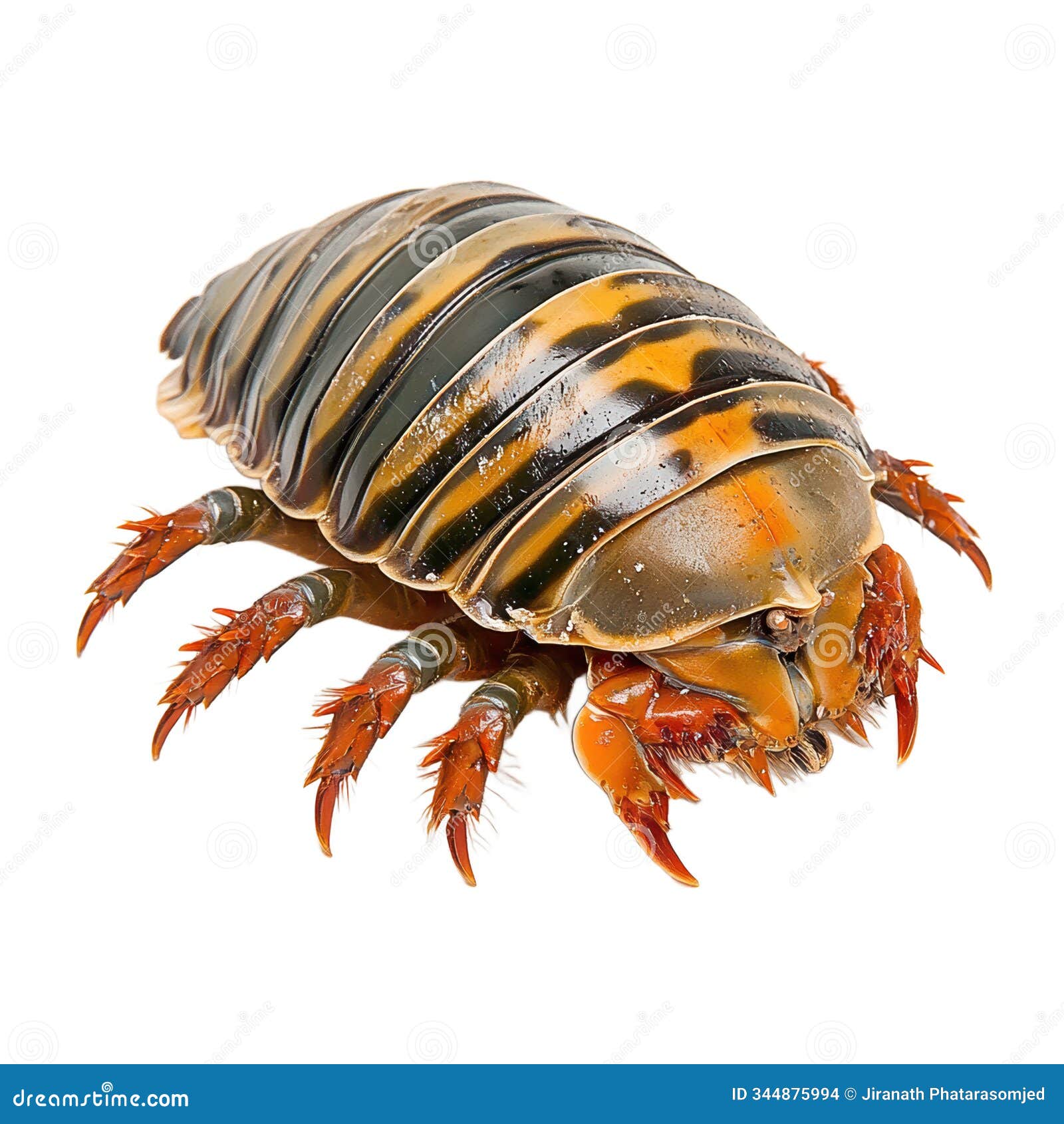 close up view of chiton, showcasing its unique shell and vibrant colors. this marine creature features segmented body and distinct