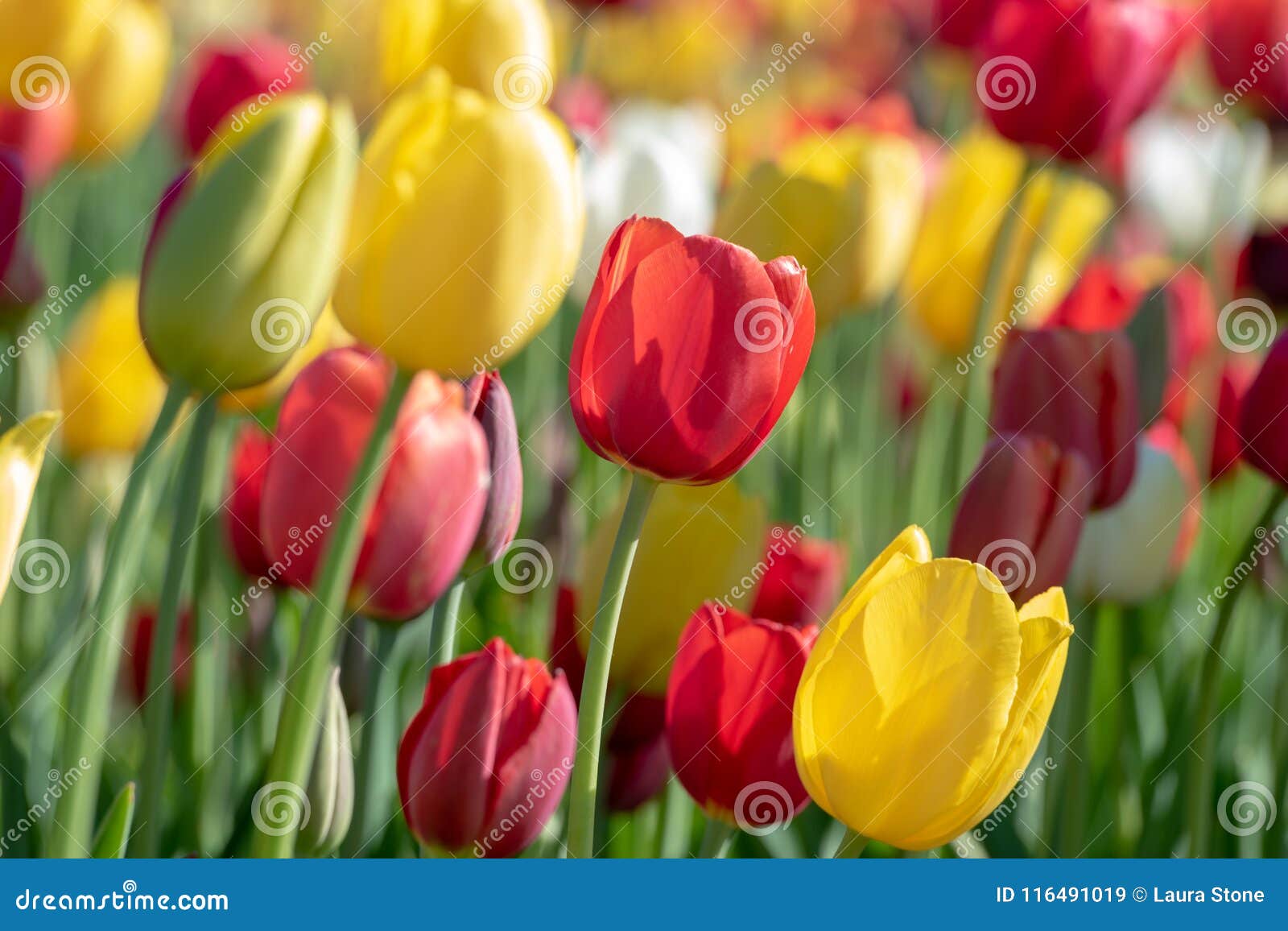 Close-up View of Colorful Tulips at a Tulip Farm Stock Image - Image of ...