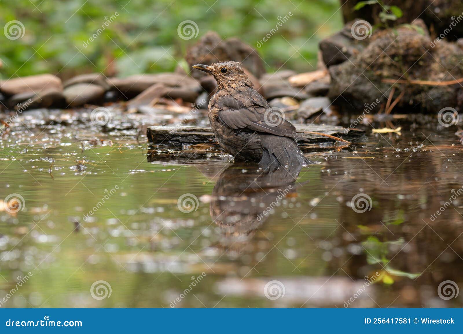 Closeup View of a Common Blackbird Perching by the Stones in the Water
