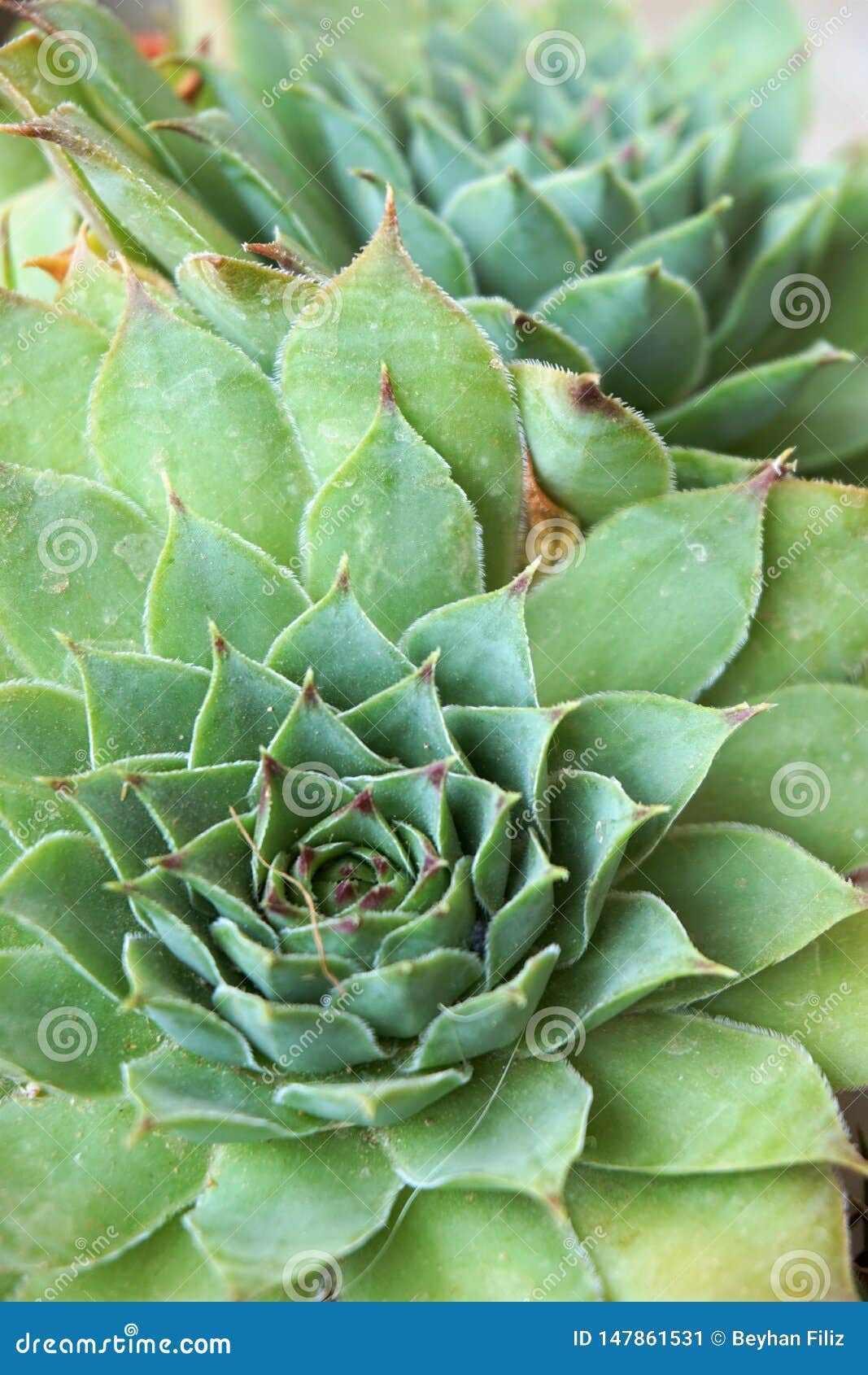 Close up View Of Common  Houseleek  Or Succulent Plant  