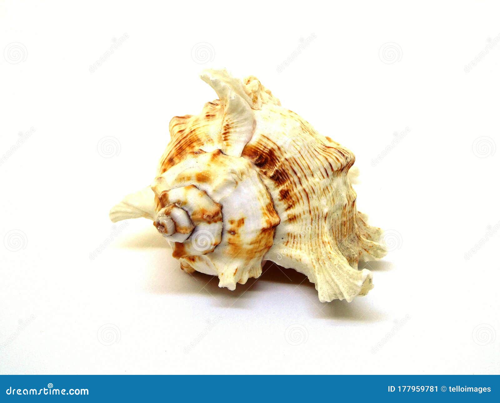 Conch Shell on White Background Stock Image - Image of coast, marine