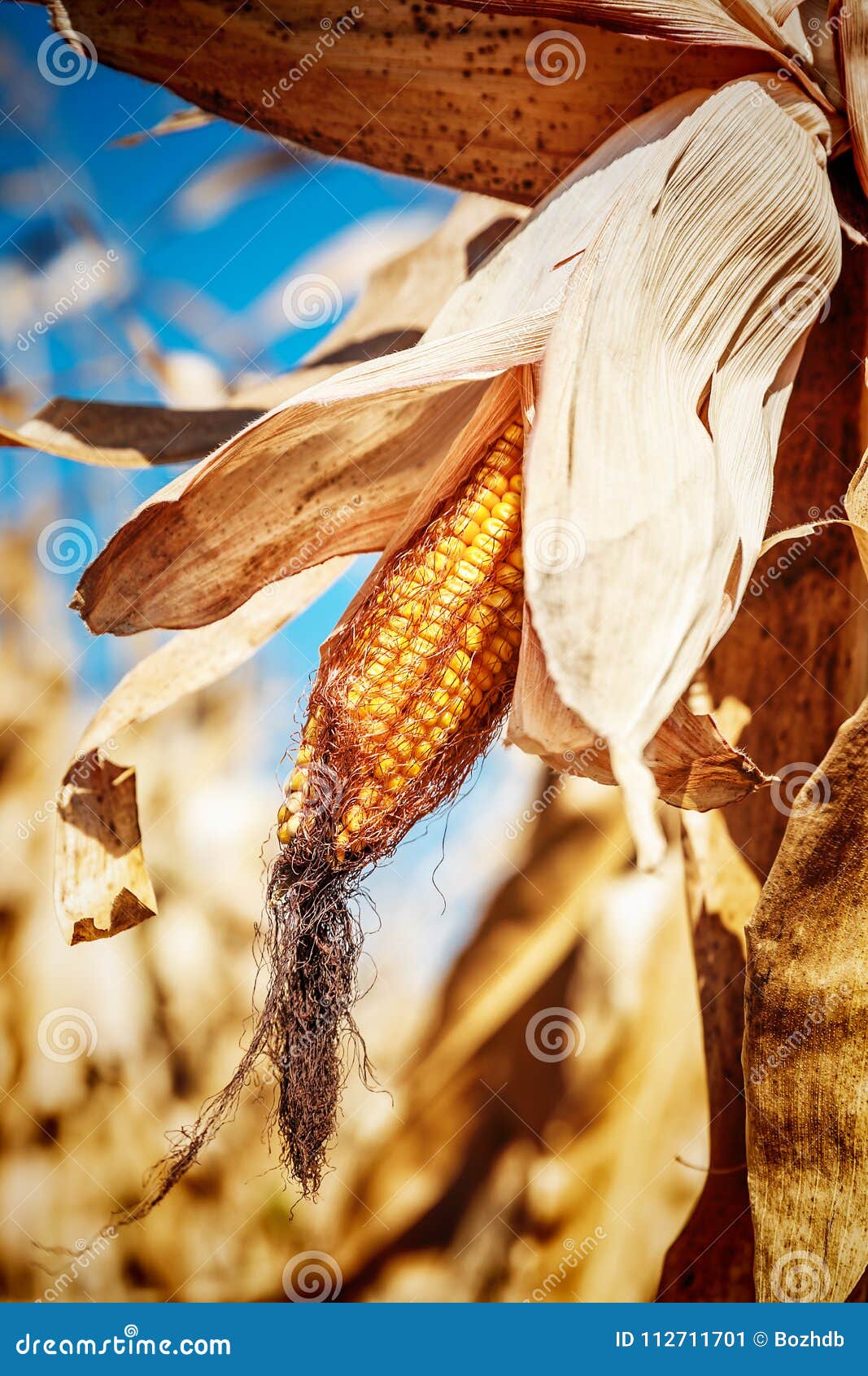 Golden corn field stock image. Image of harvest, natural 112711701