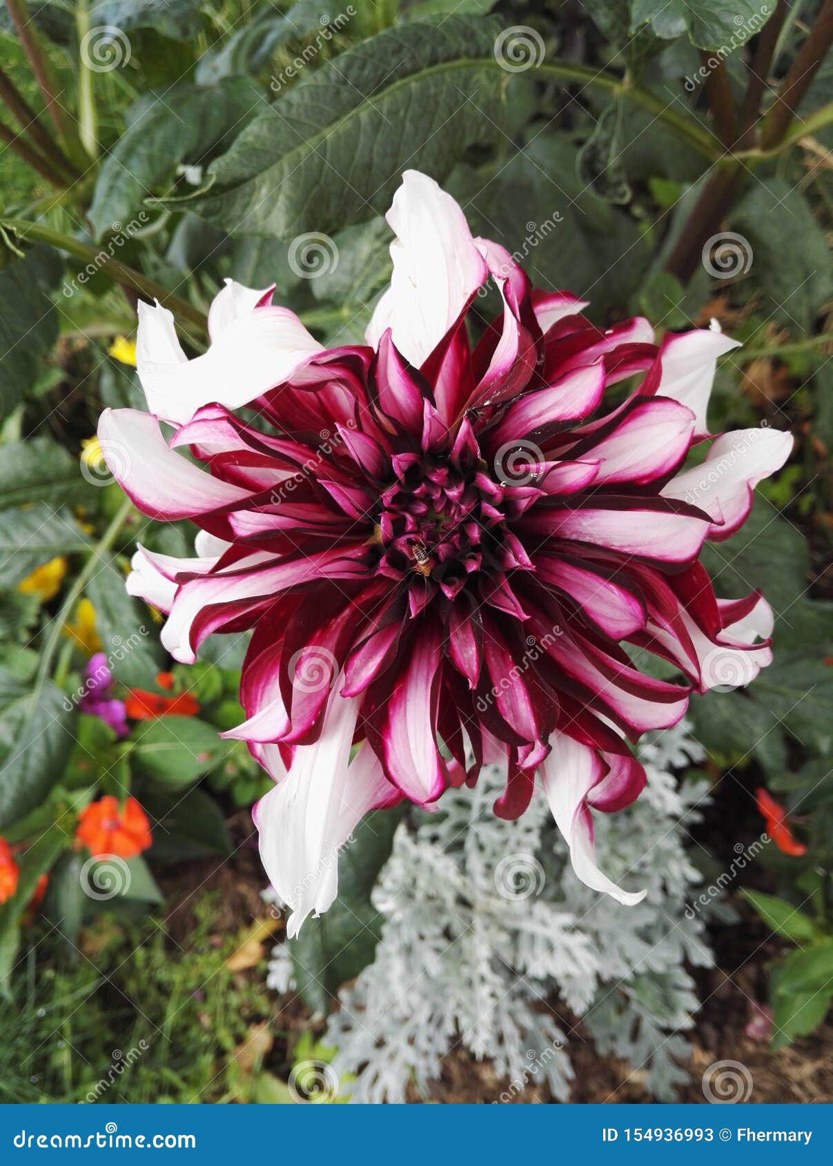 close-up view of a dahlia `contraste` garnet and white decorative visited by an insect