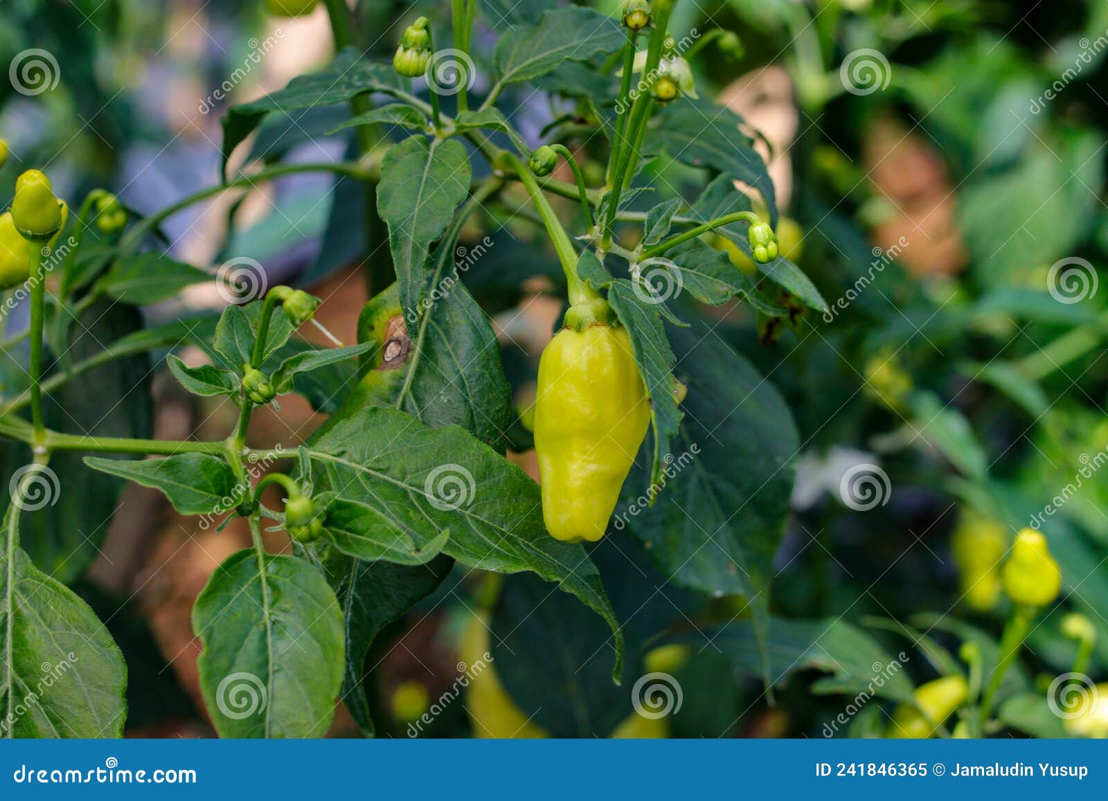 datil peppers or cayenne pepper growing on tree branches in the garden