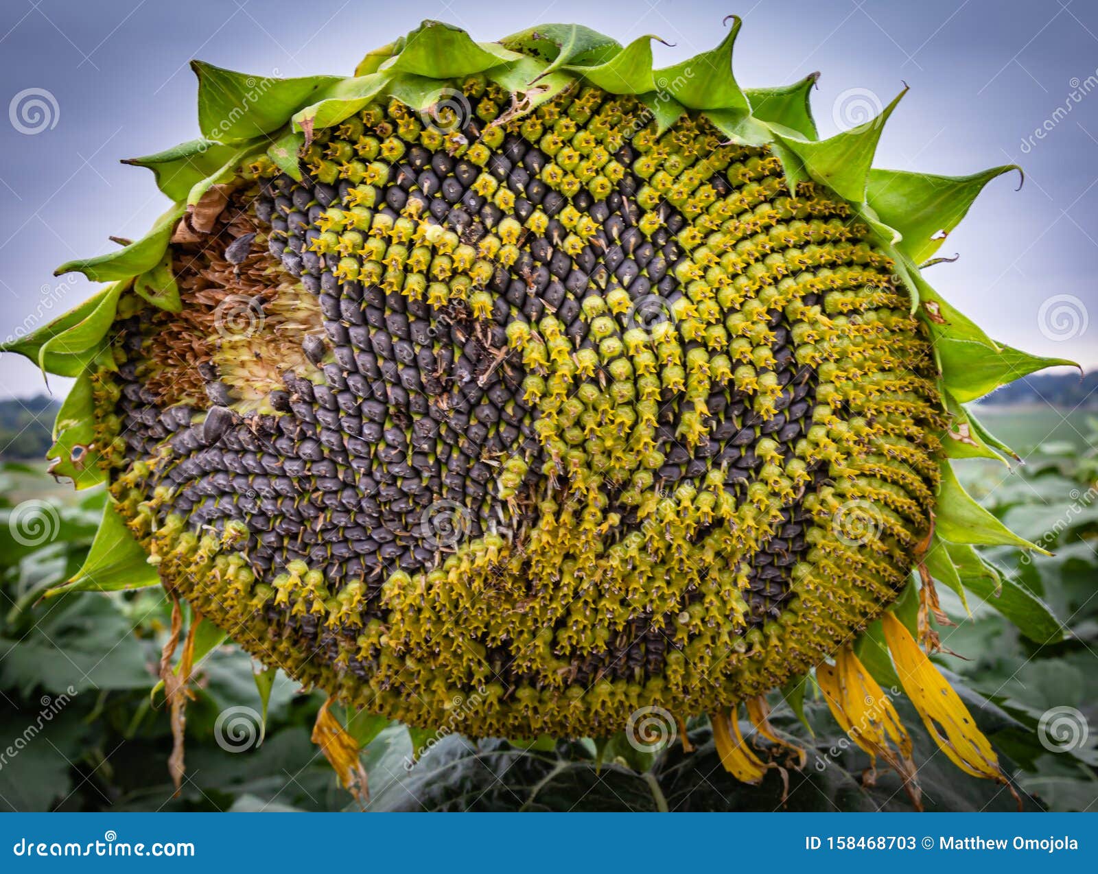 Close Up View of of Disc Florets of Sunflower Stock Image - Image of ...