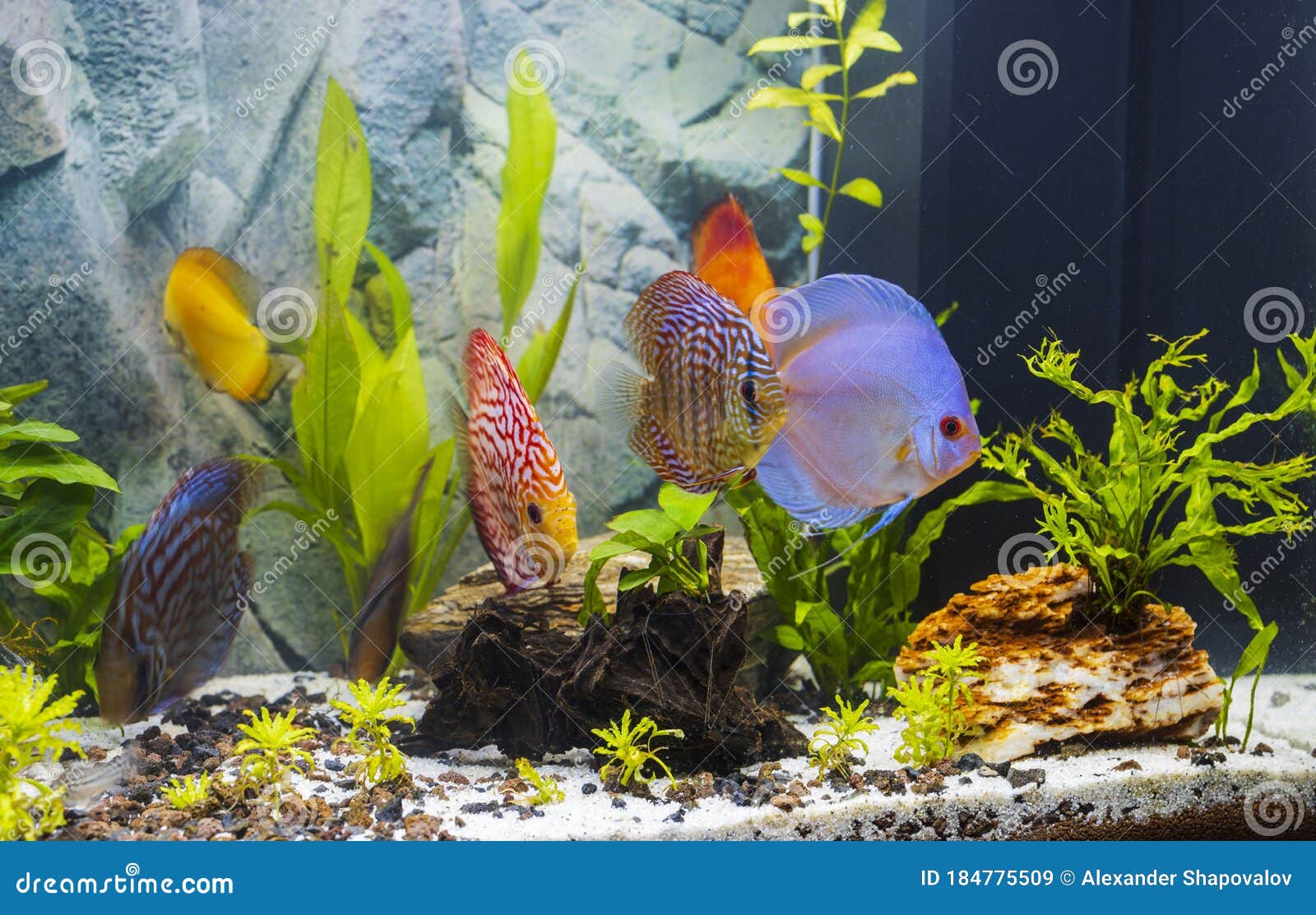 discus fish tank hd discus fish tank hd