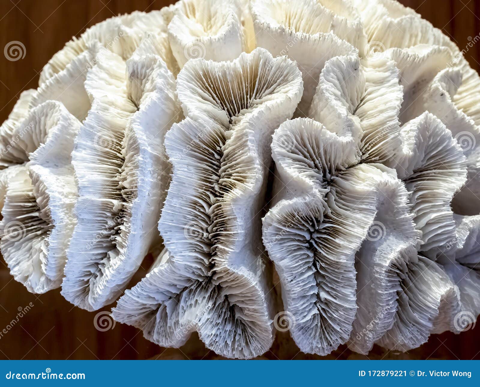 Close-up View of a Dried Coral Skeletal Specimen Stock Image