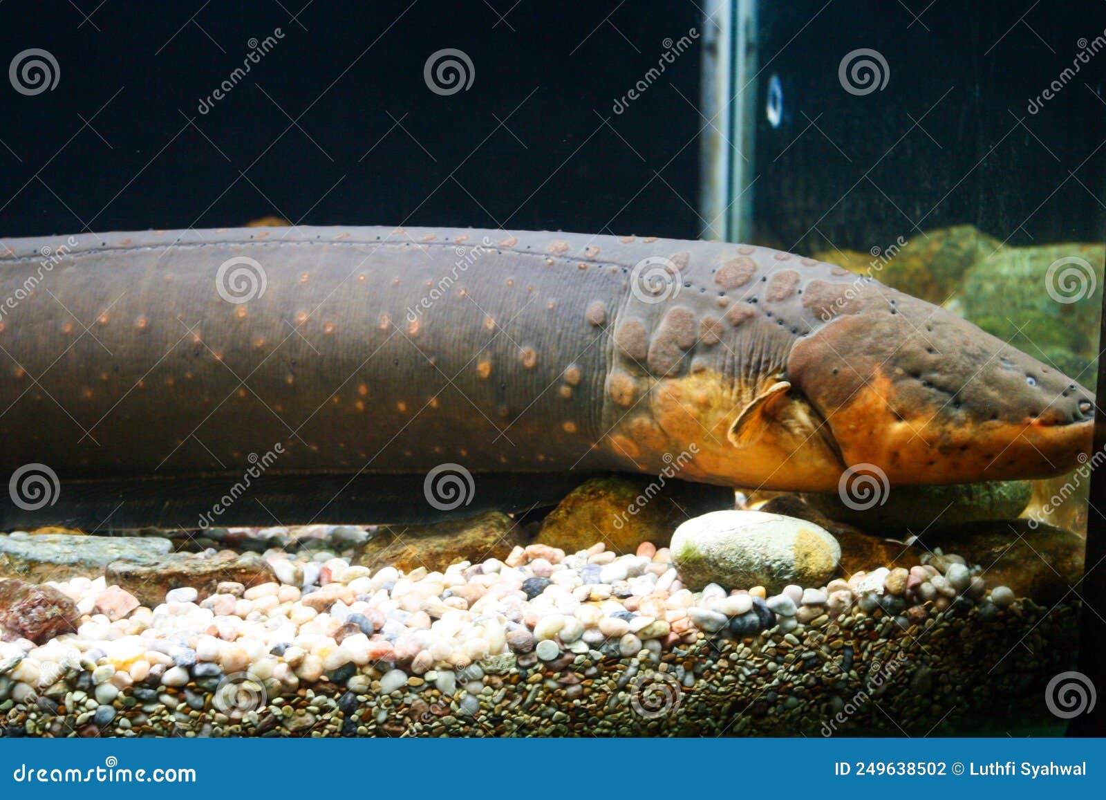 Close Up View of Electric Eel Inside Thick Glass Aquarium Stock Photo