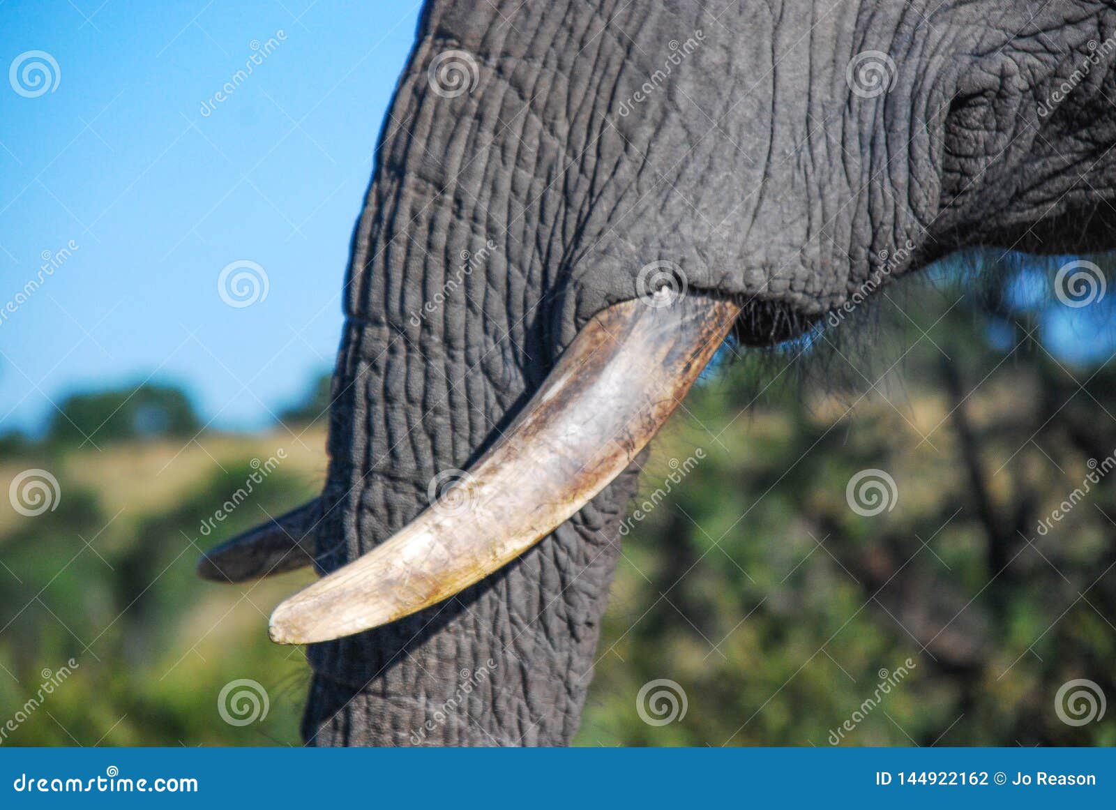 Elephant Tusk South Africa RoyaltyFree Stock Photo