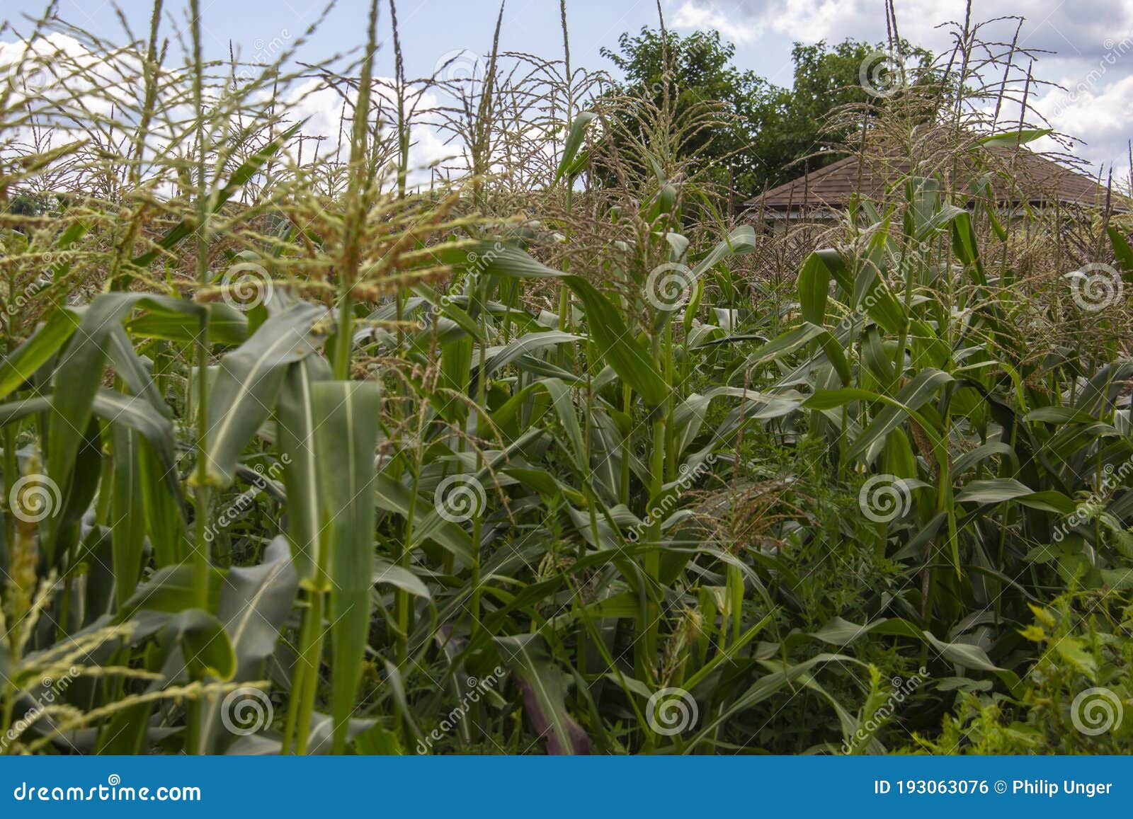 Close Up View of a Field of Corn Stock Photo Image of growing