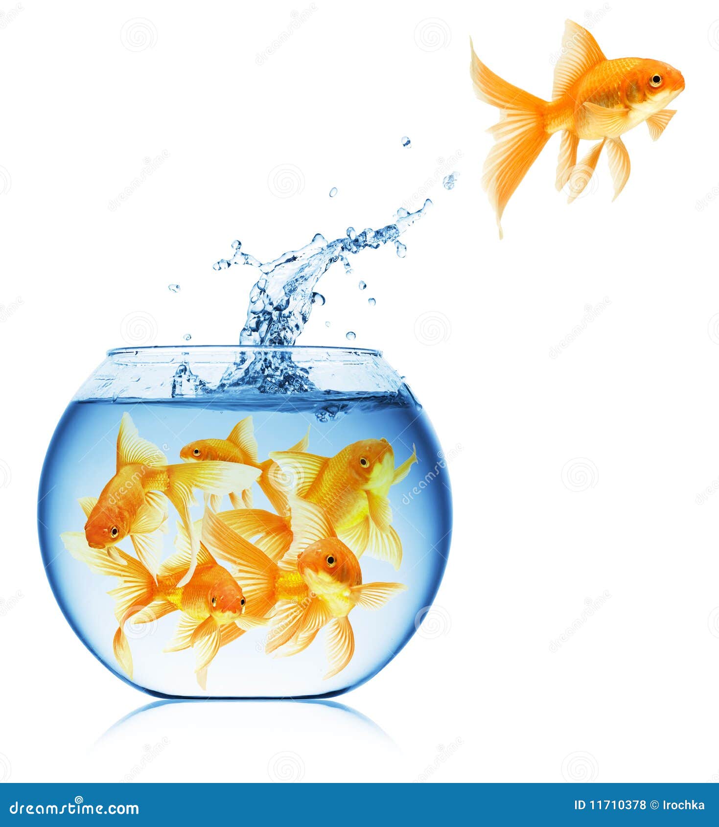 Close Up View of Fish Bowl Isolated Stock Photo Image of cute, view