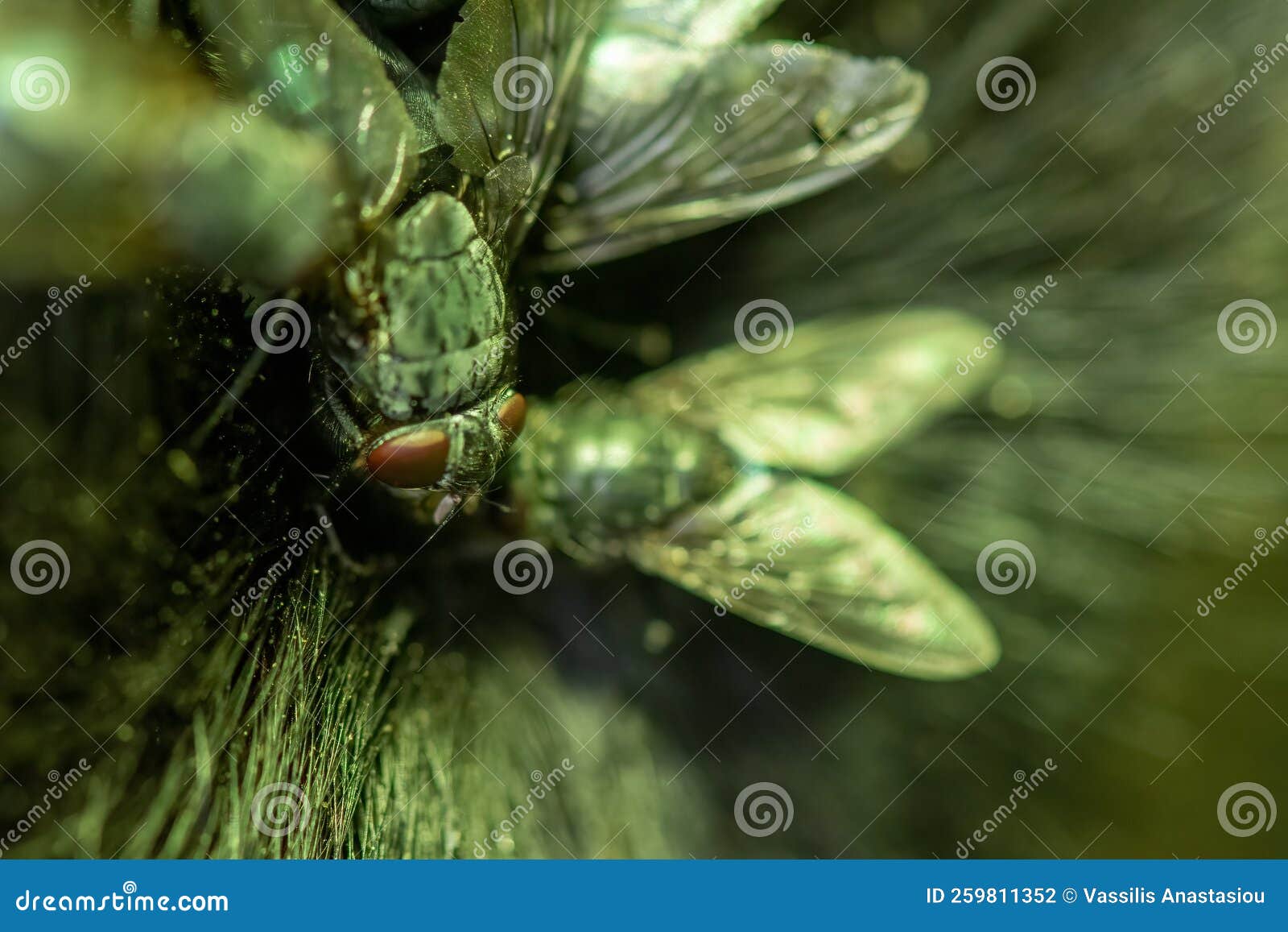 Close Up View of Flies Eating a Decayed Animal Body. Stock Photo